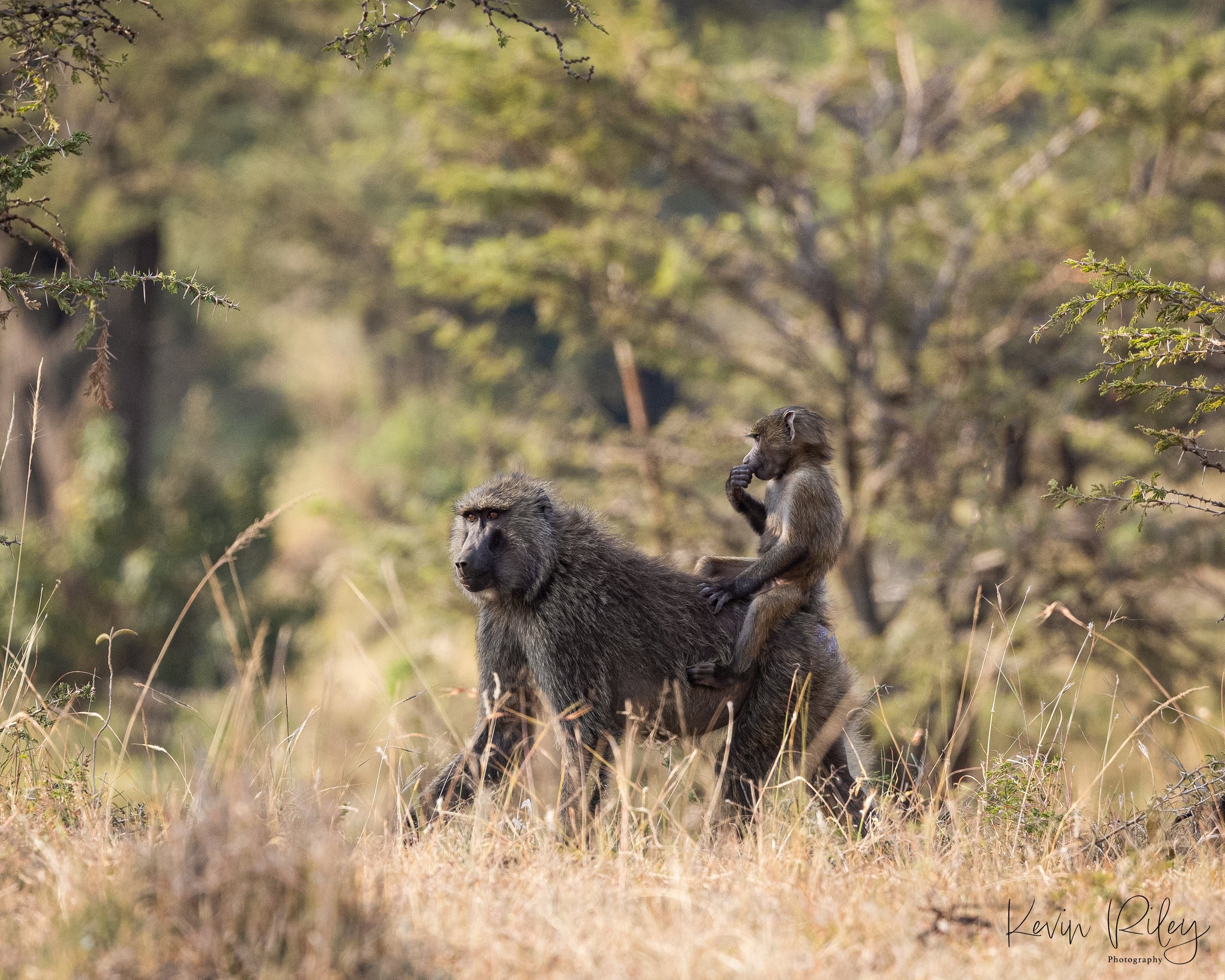 Baboon Female with Baby 1 8x10.jpg