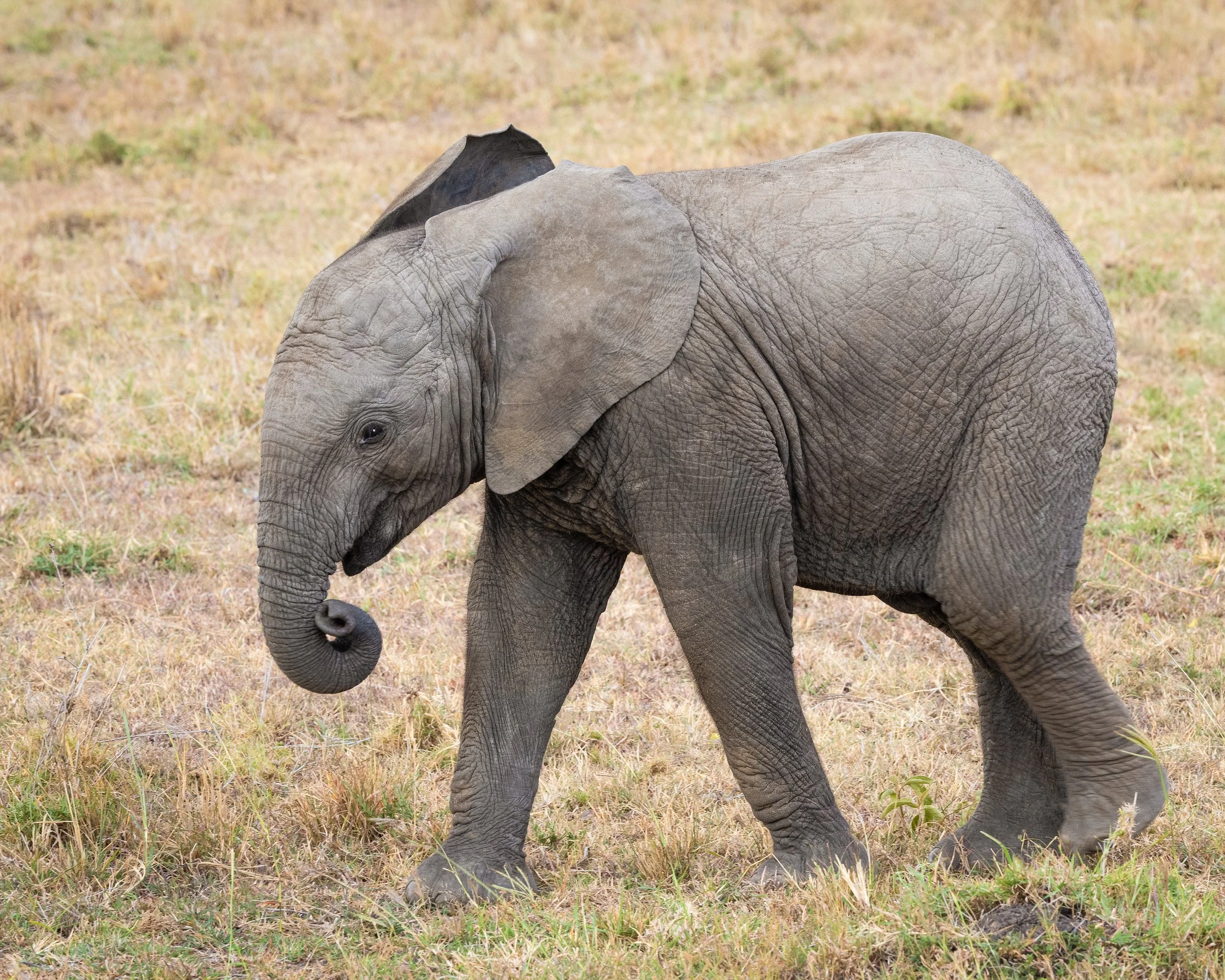Elephant Calf 3 Months 8x10.jpg