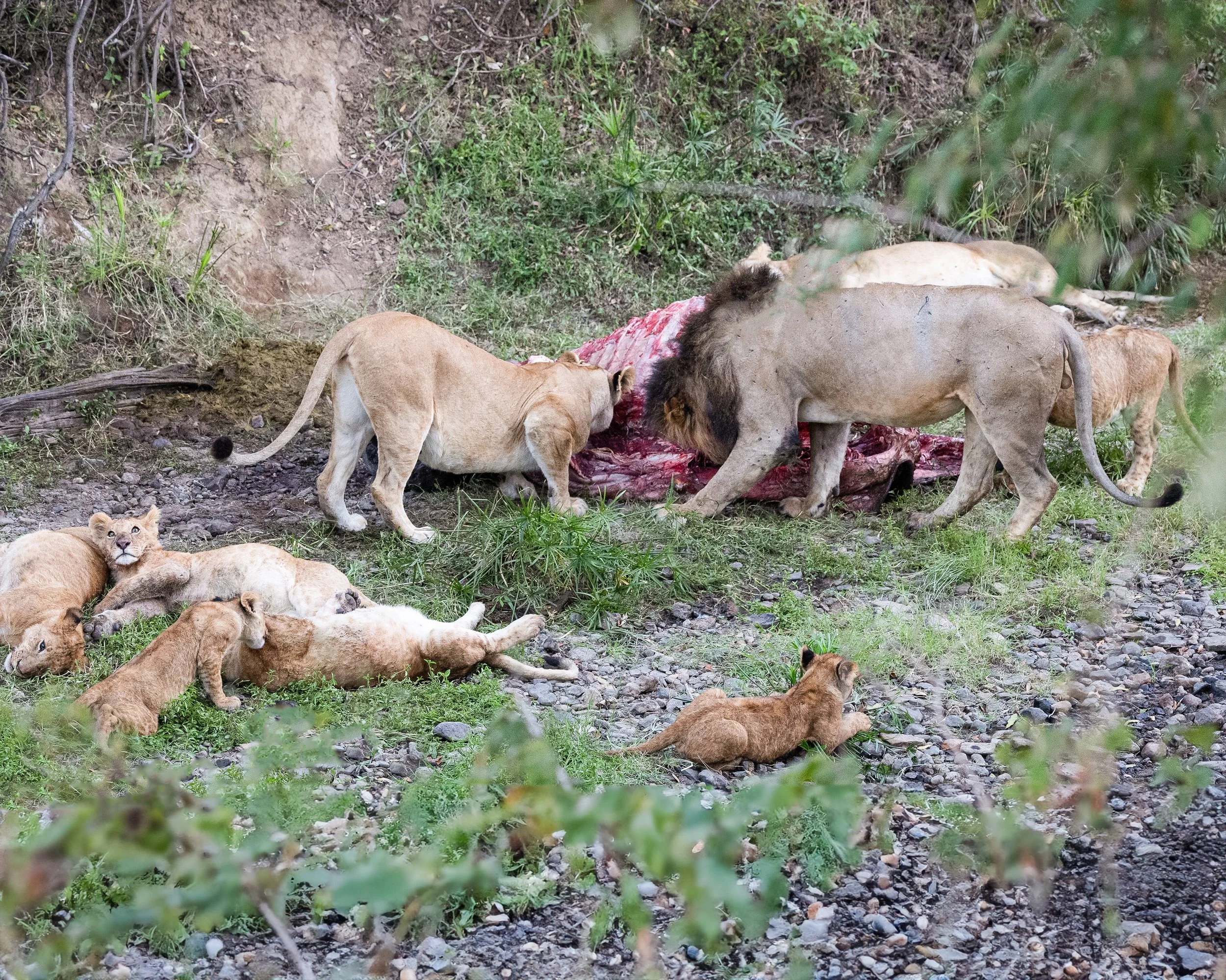 Lion Pride on Buffalo Kill Mom Dad Eating 8x10.jpg