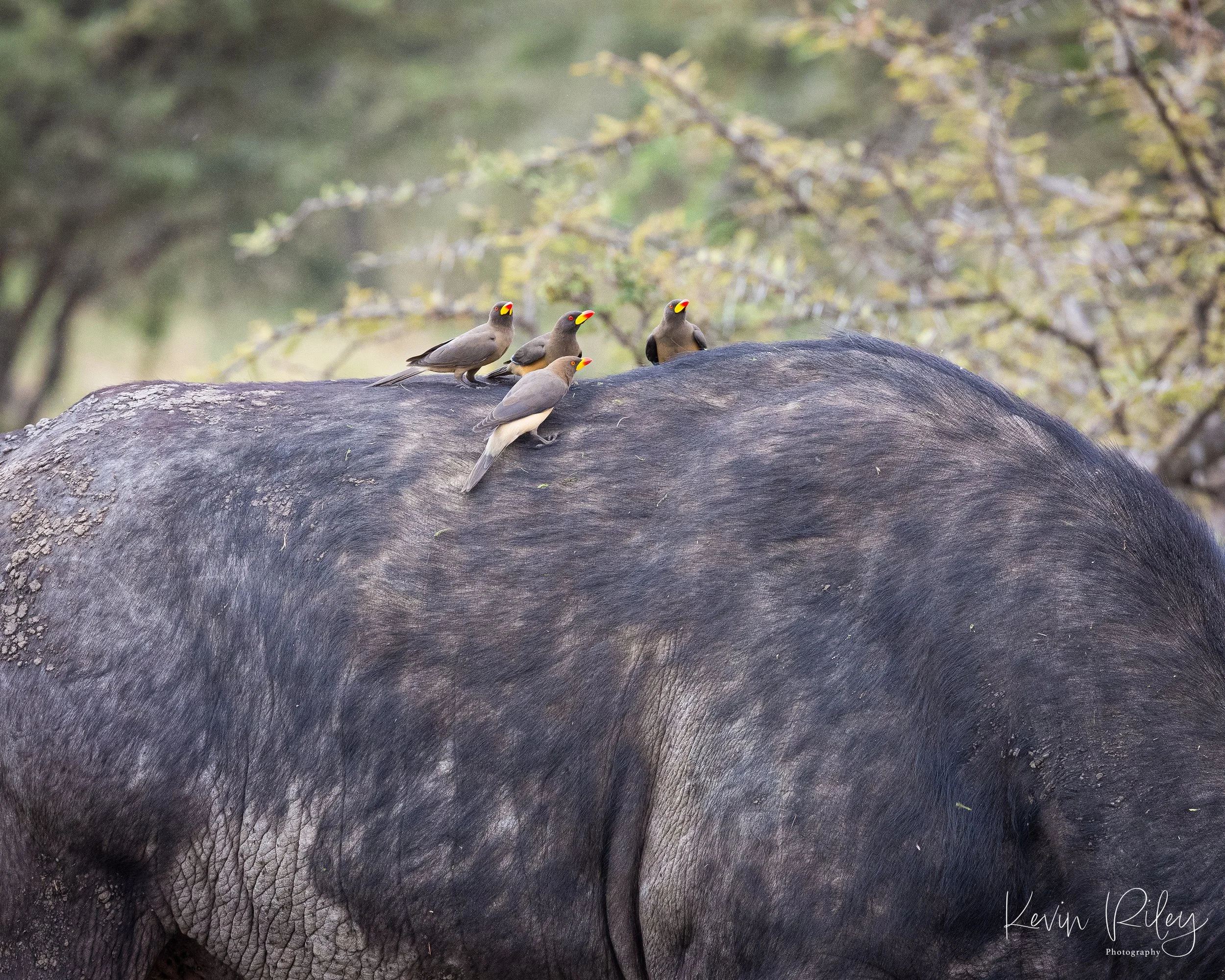 Yellow-Billed Oxpecker Cleaning One of the Old Gentlemen.jpg