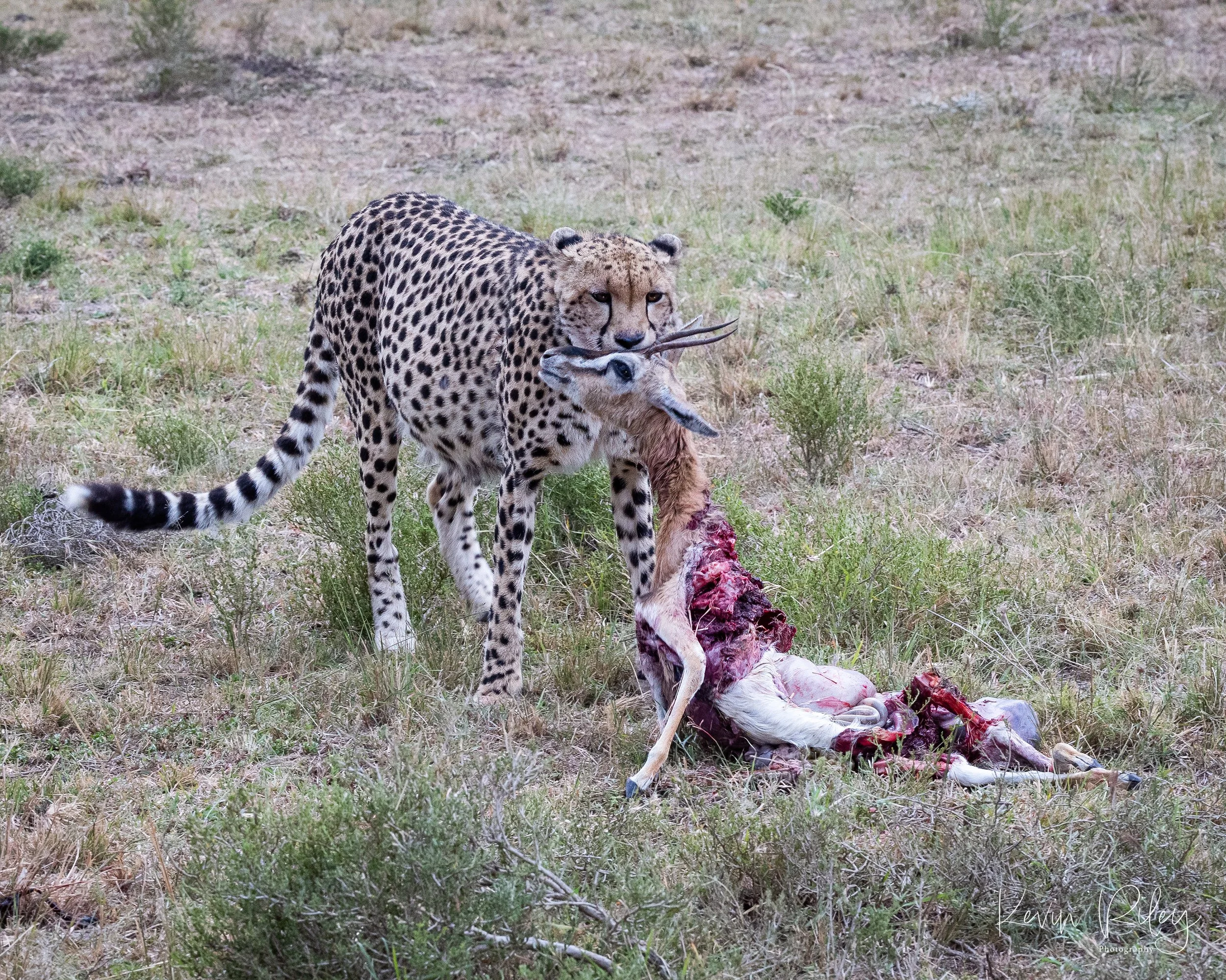 Cheetah vs Impala 2 8x10.jpg