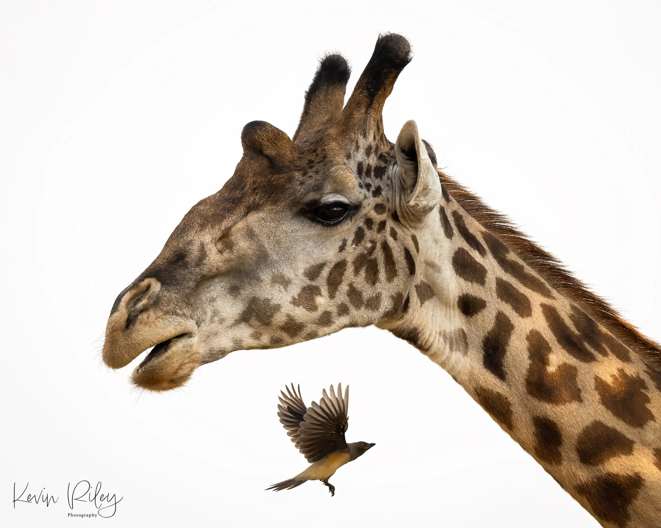 Masai Giraffe with Yellow-Billed Oxpecker 2 8x10.jpg