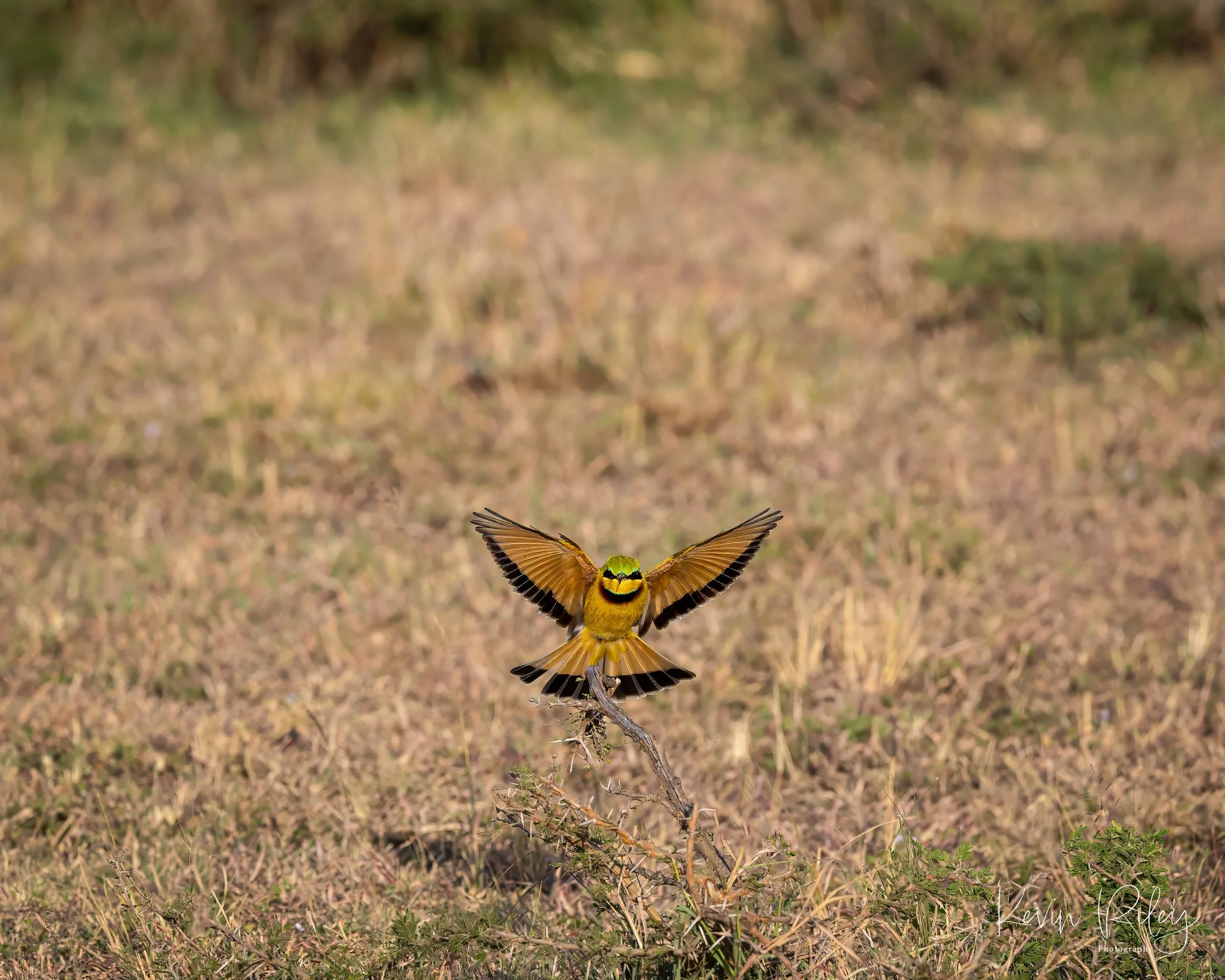Bee Eater 8x10.jpg