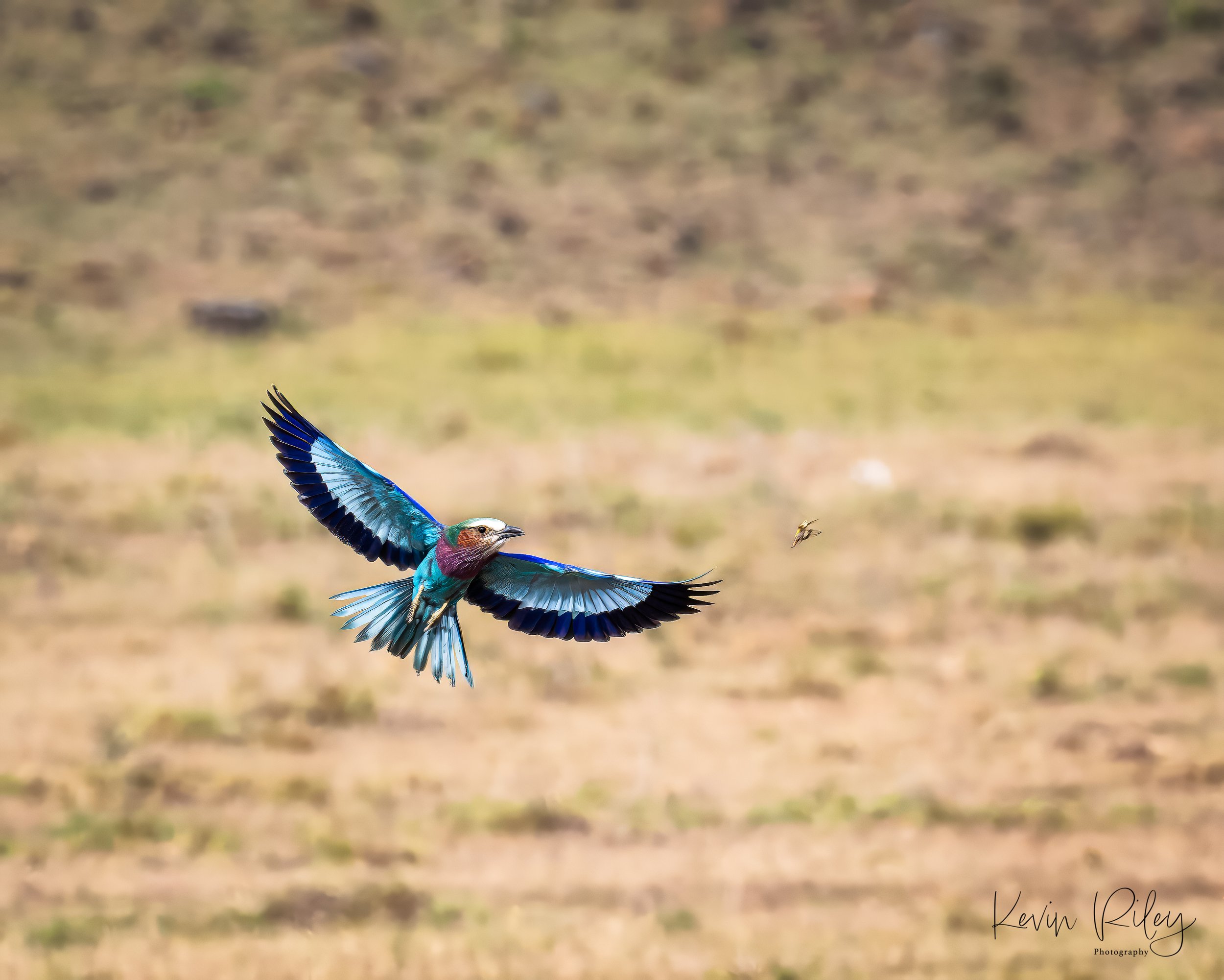 Lilac-Breasted Roller after a Grass Hopper 8x10.jpg