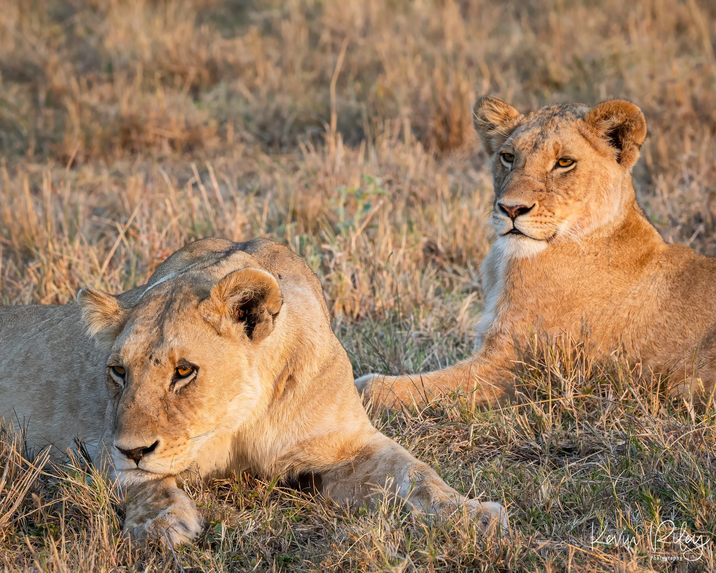 Lion Sisters Watching Cubs 8x10.jpg
