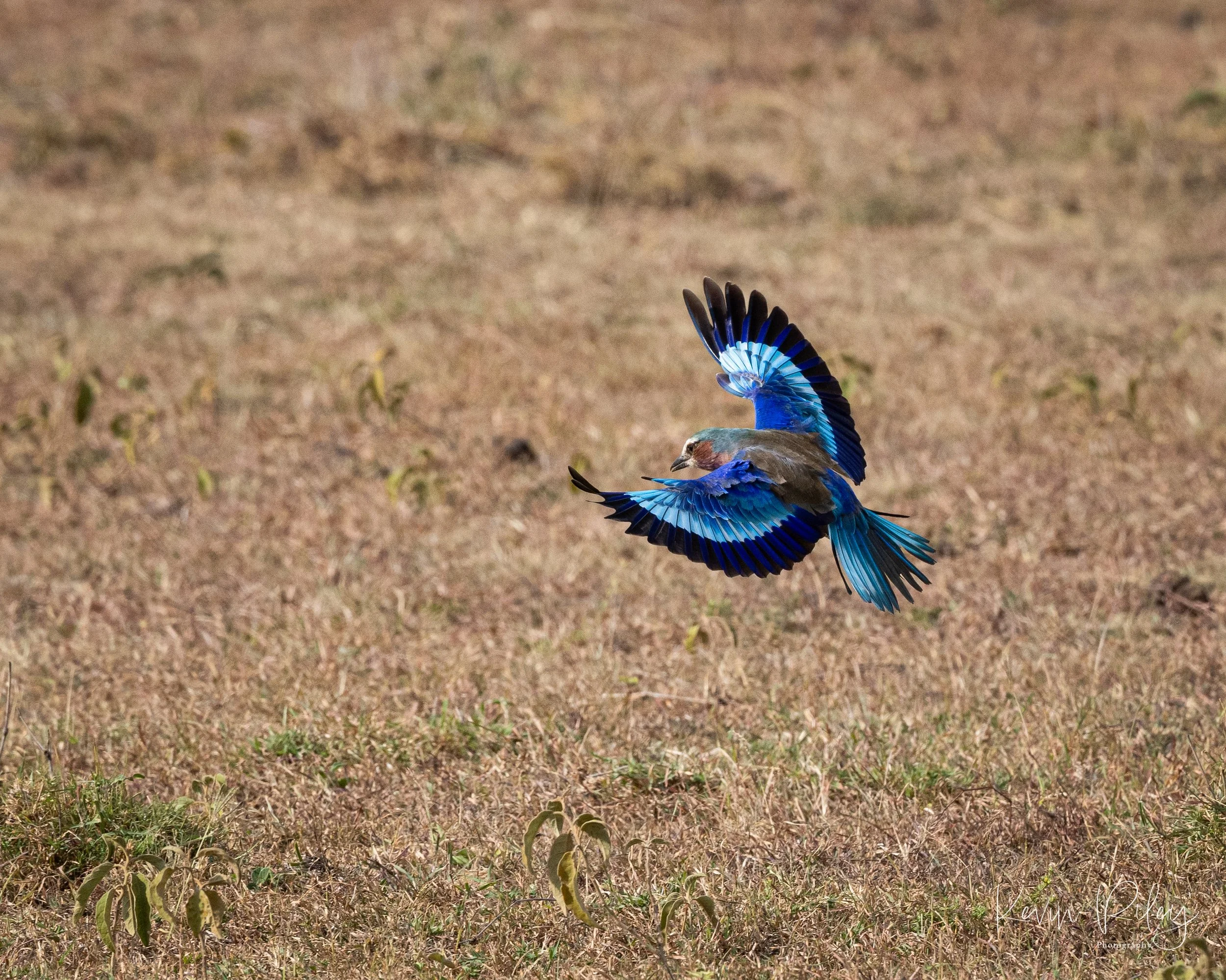 Lilac-Breasted Roller 1 8x10.jpg