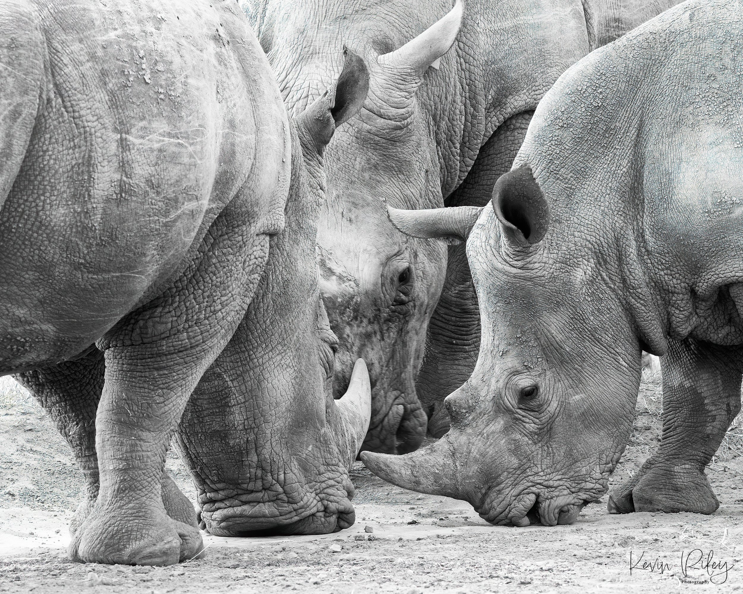 2023 Africa Kicheche Laikipia