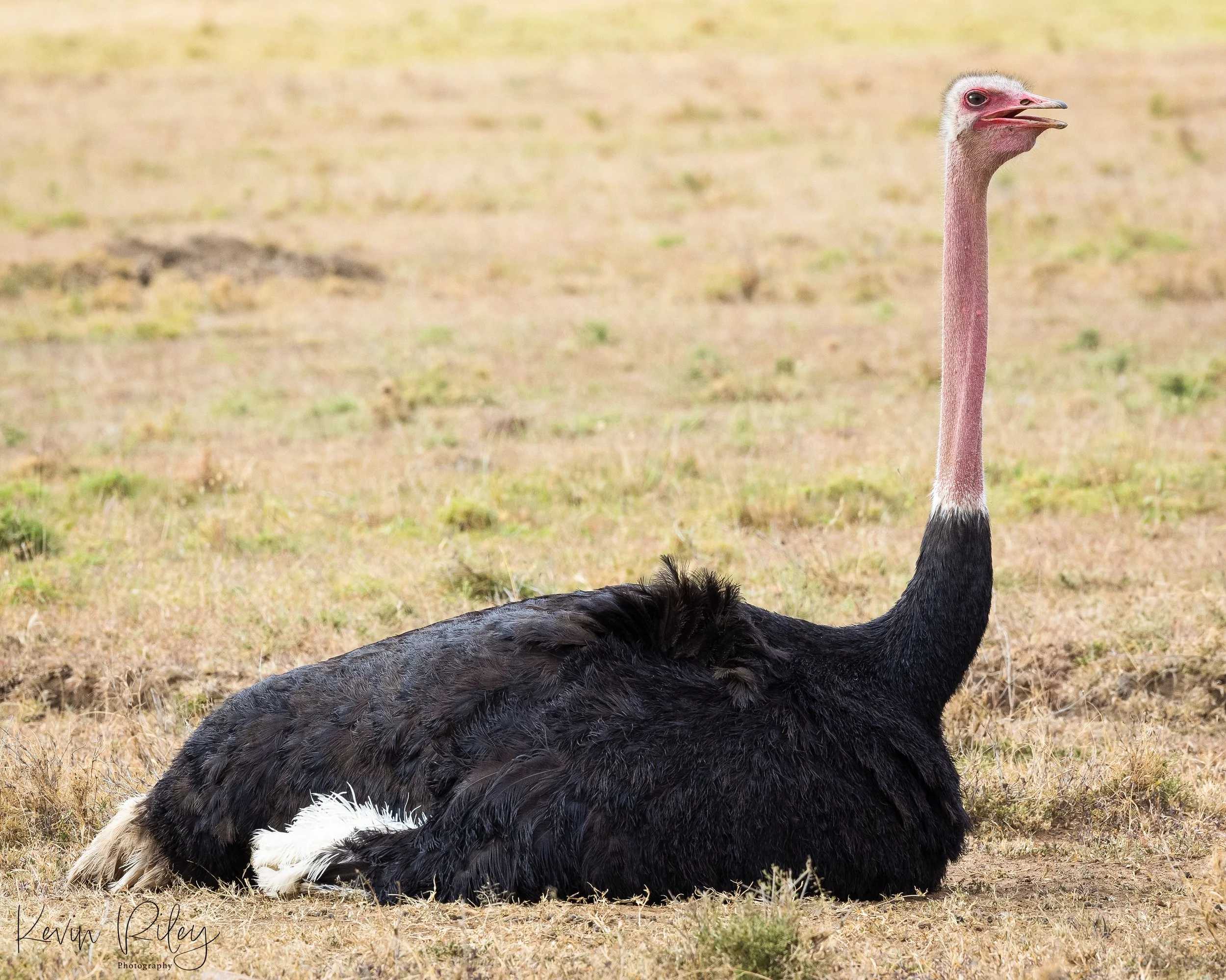 Ostrich Female 8x10.jpg