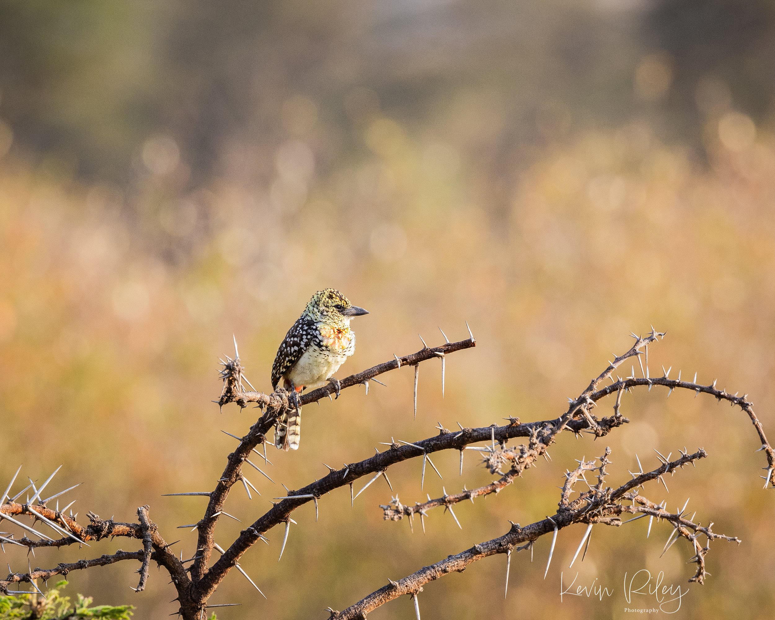 D'Arnaud's Barbet 8x10.jpg