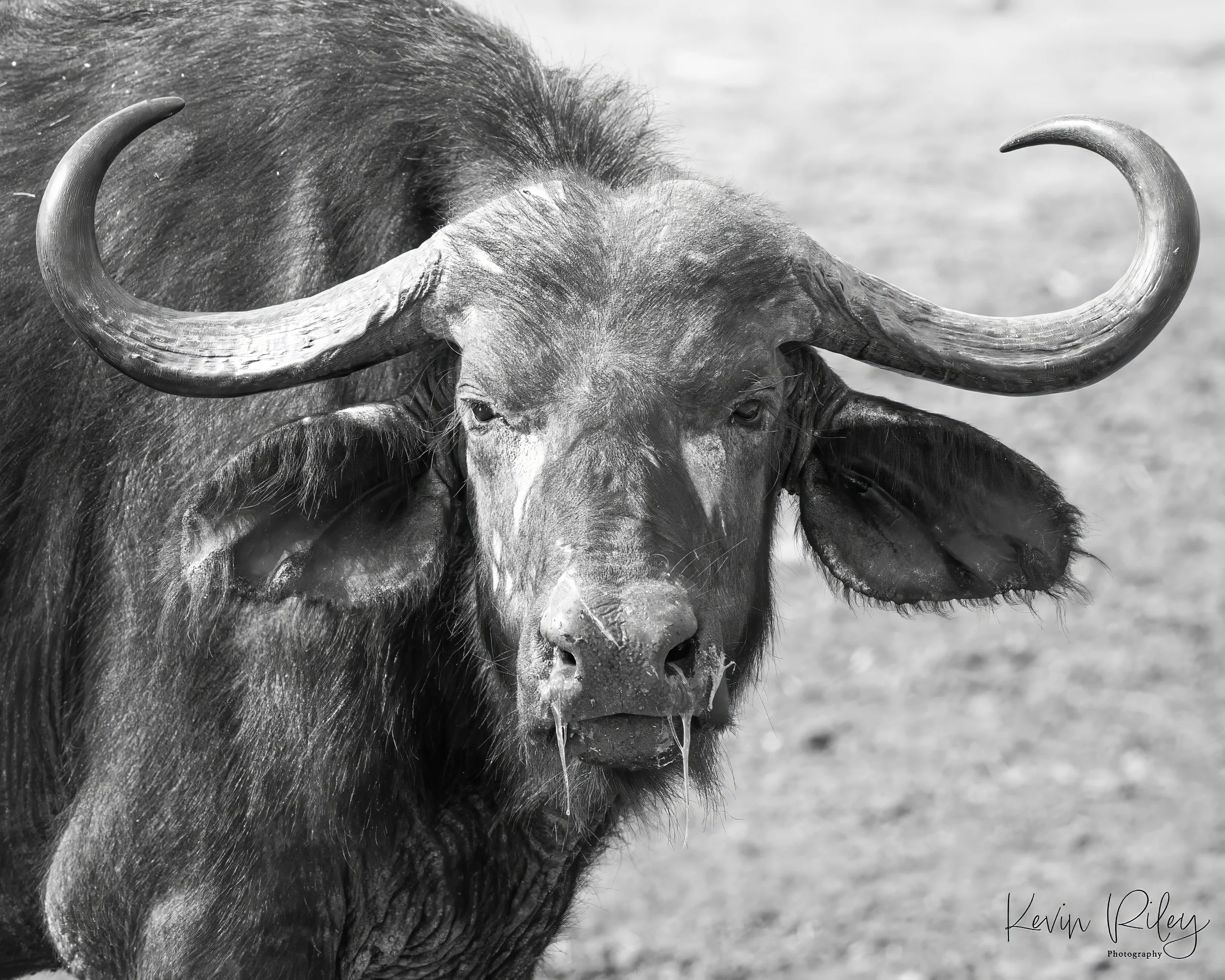 African Buffalo 8x10 BW.jpg