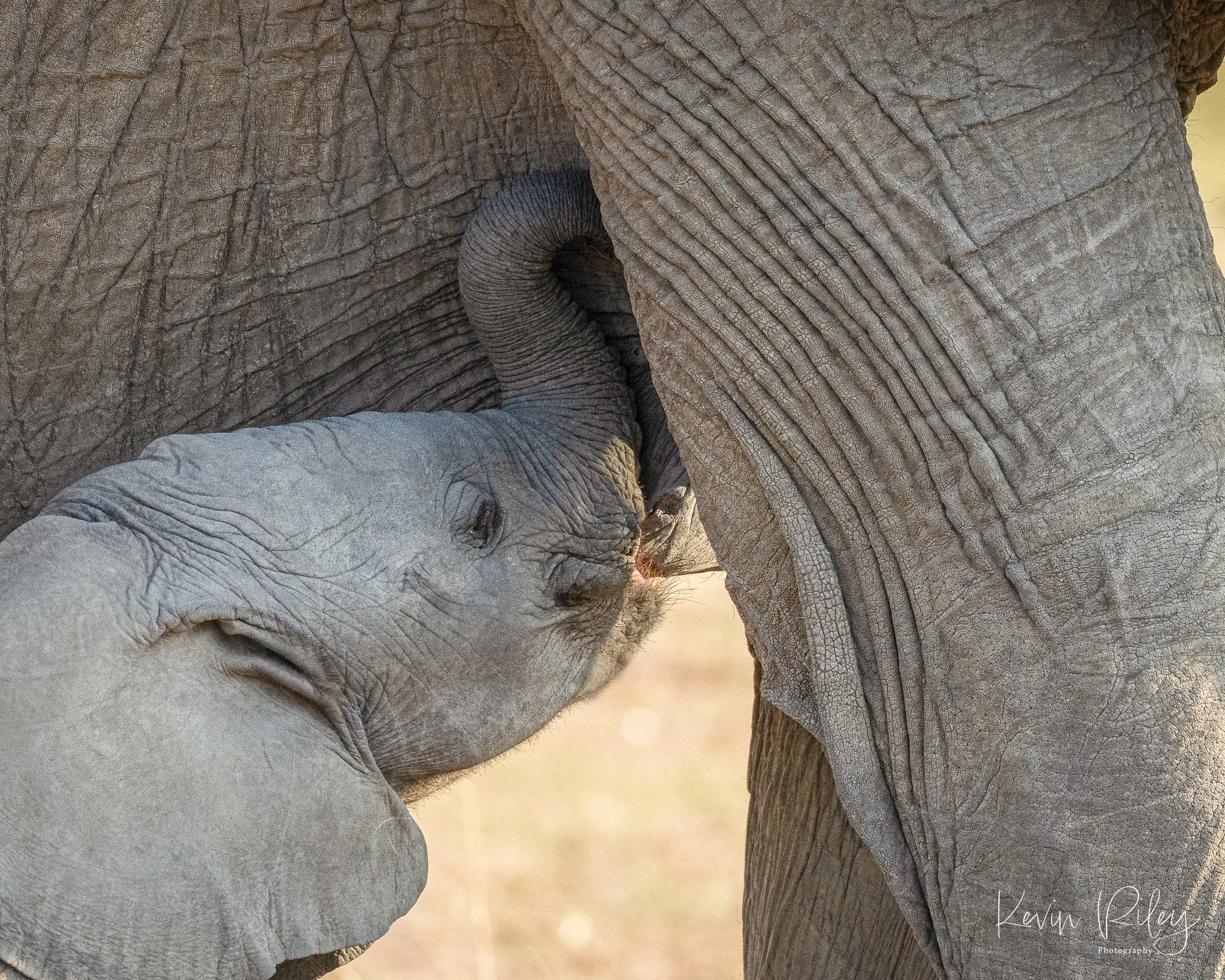 Elephant Nursing 8x10.jpg
