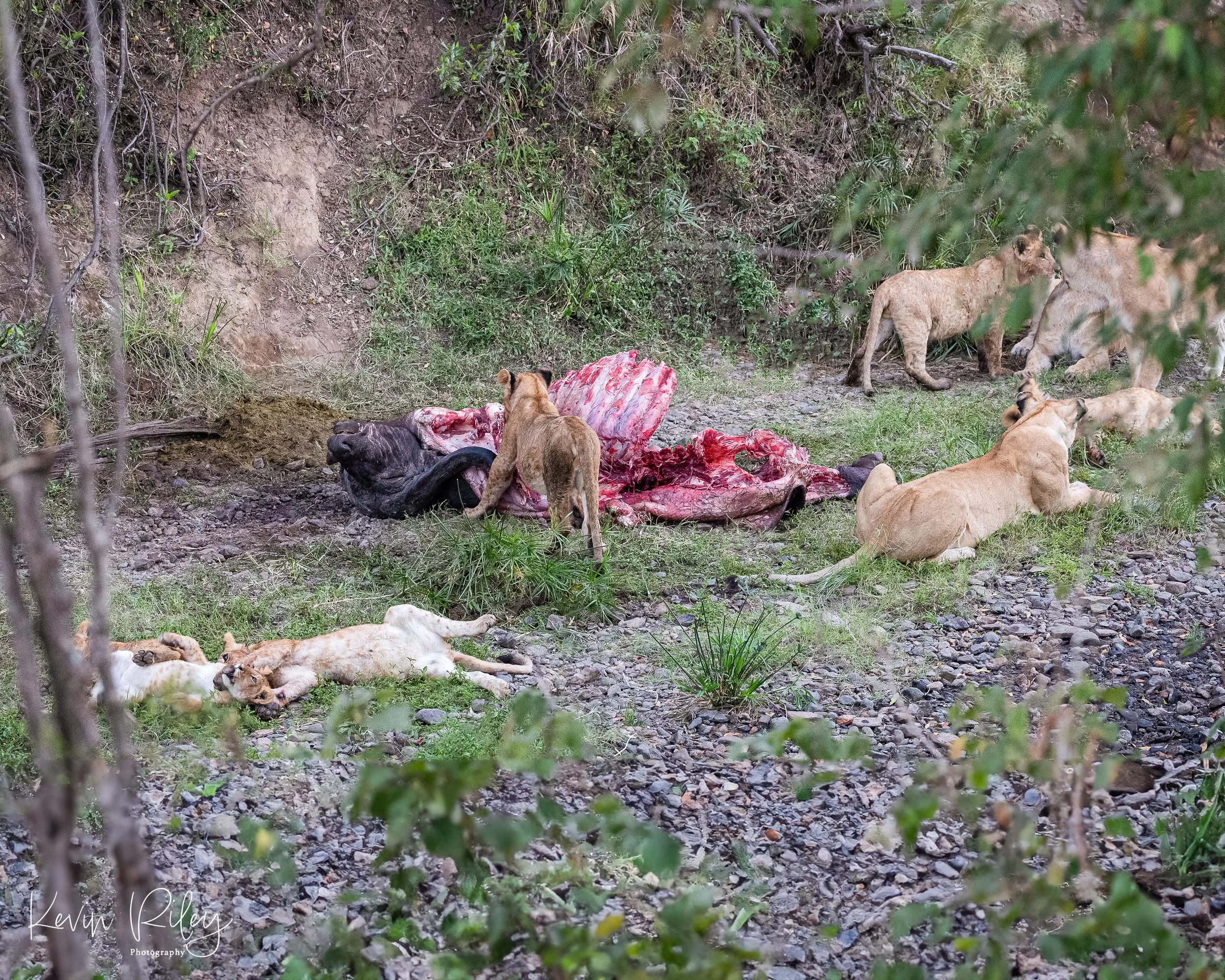 Lion Pride on Buffalo Kill Bellies Full 8x10.jpg