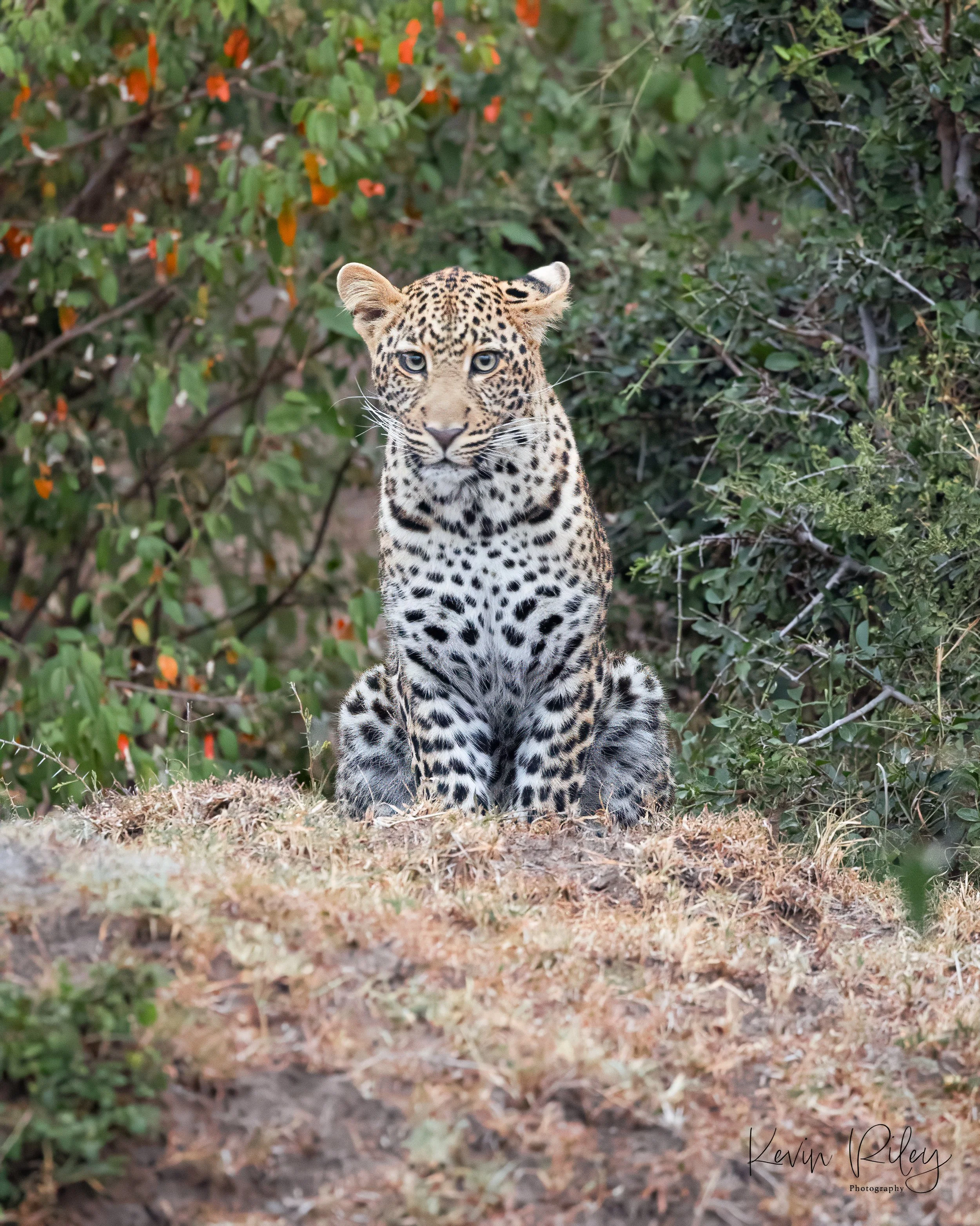 Leopard 8x10 4.jpg