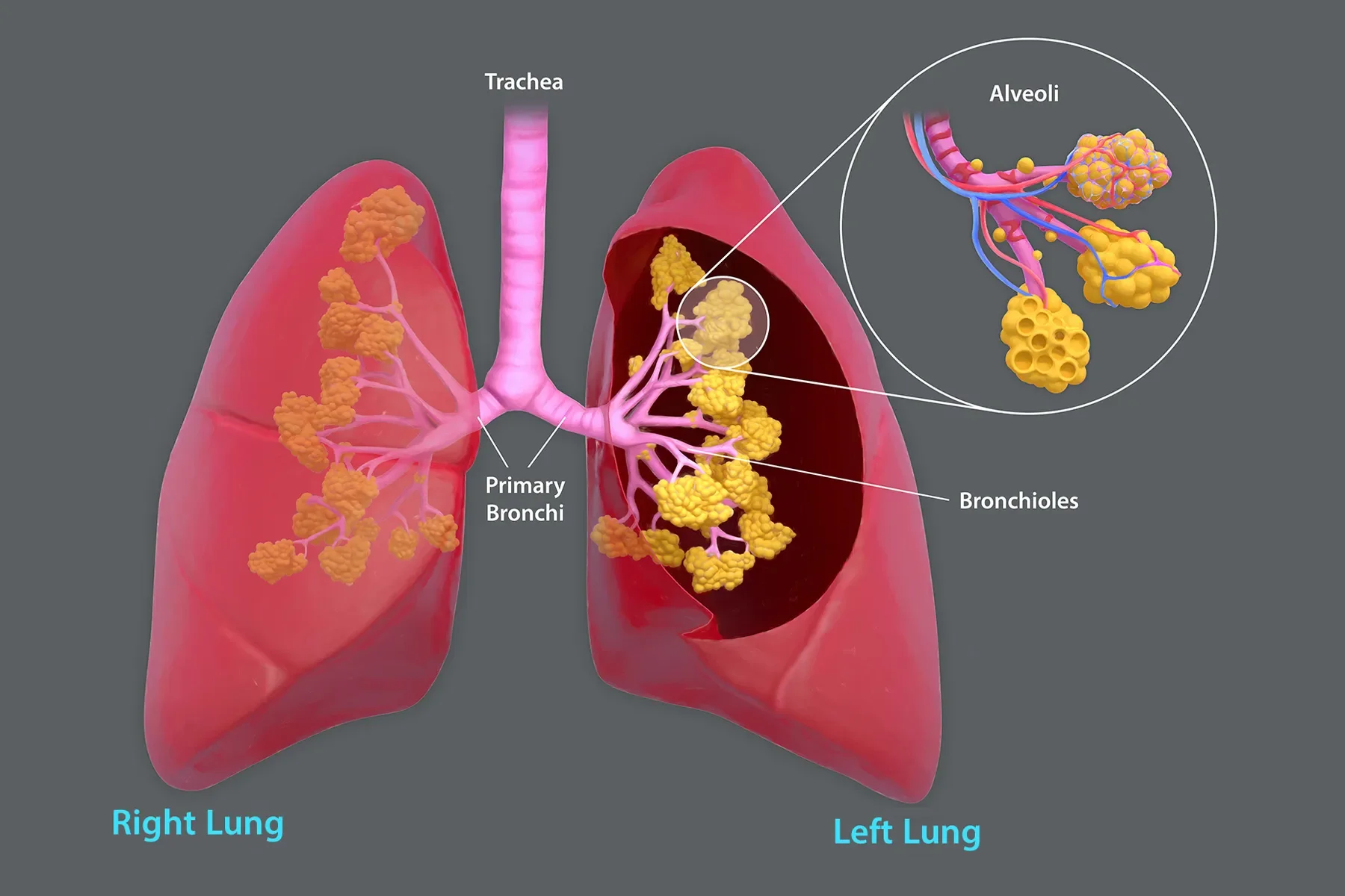 Diagram of human lungs showing the respiratory system, including the trachea, primary bronchi, bronchioles, and alveoli, with labels to indicate different parts.