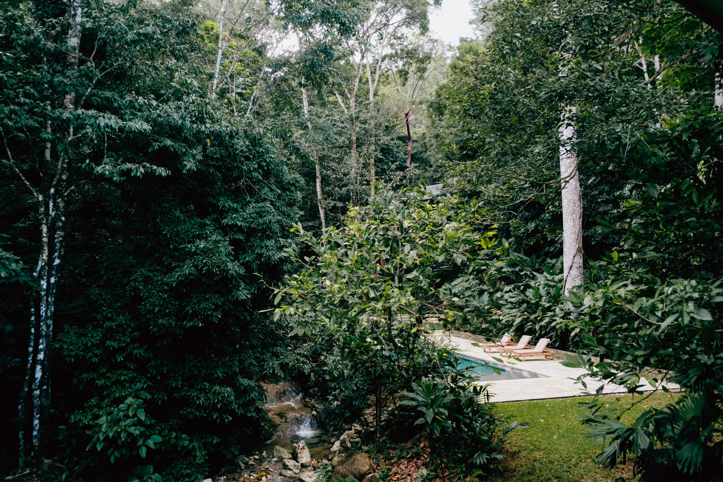 A serene pool nestled in a jungle, surrounded by vibrant green trees and lush foliage.