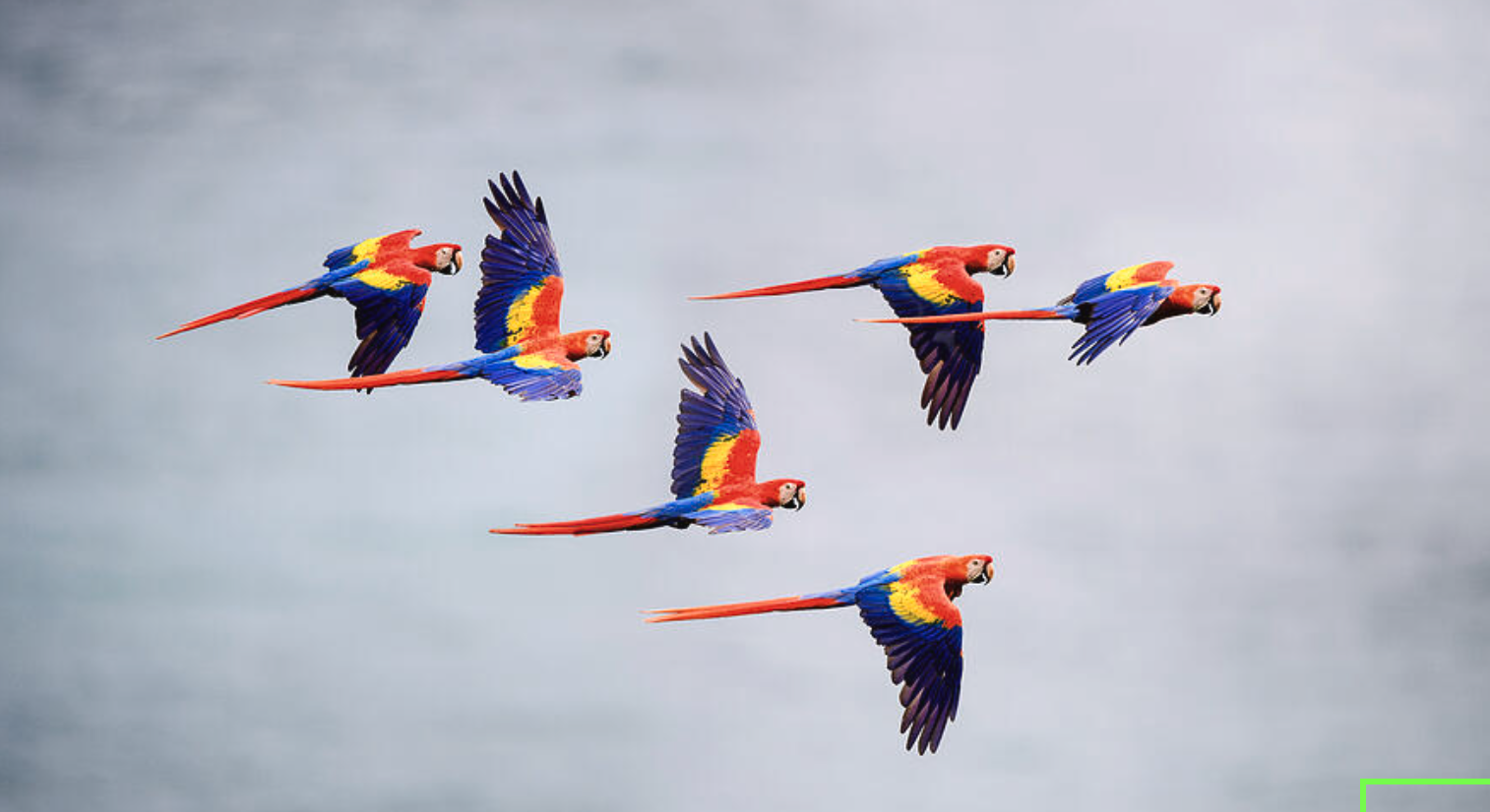 “A group of brightly colored macaws with red, blue, and yellow feathers flying in formation against a cloudy sky.”