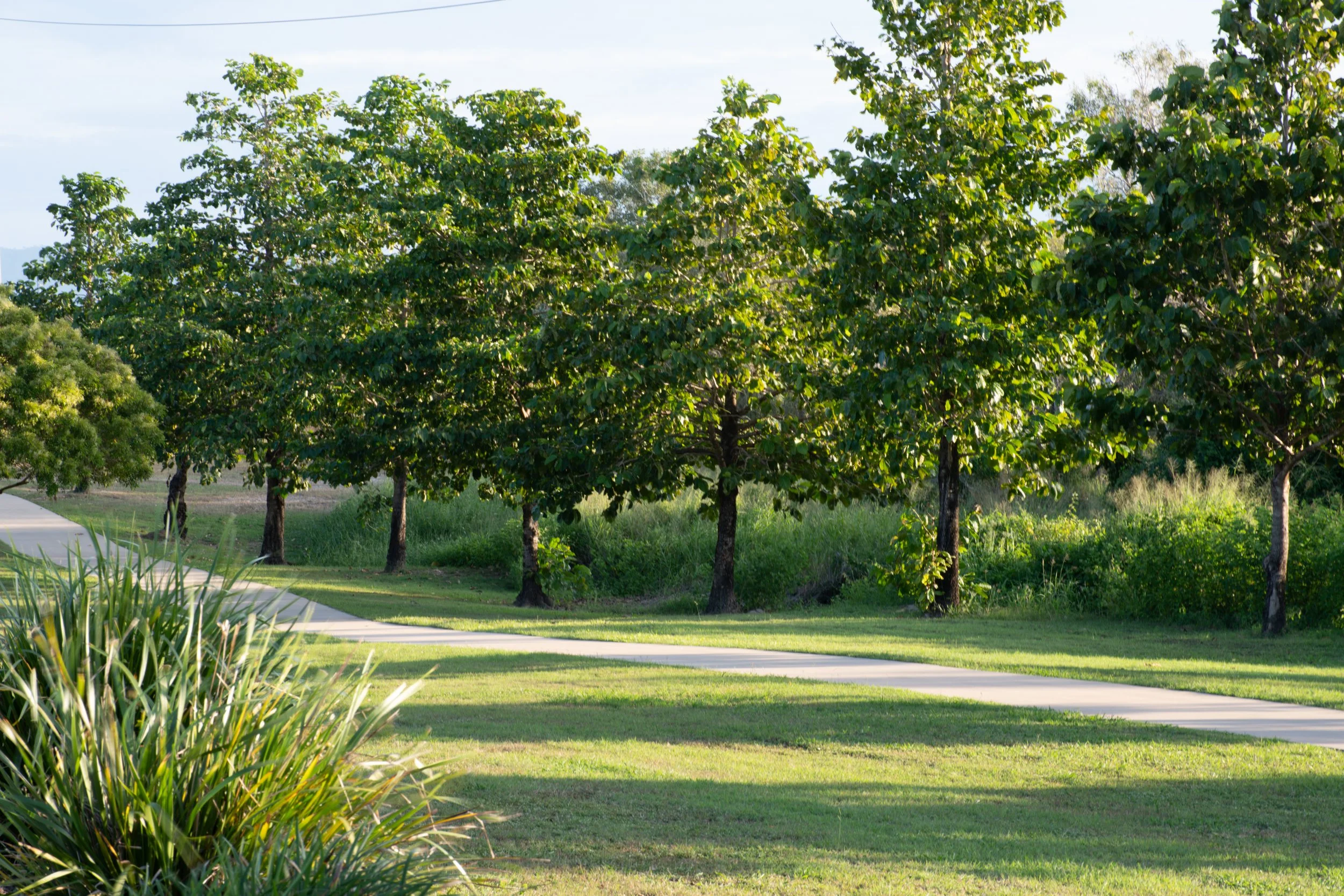 A park with green grass, a paved walking path, and a row of lush green trees on a sunny day.