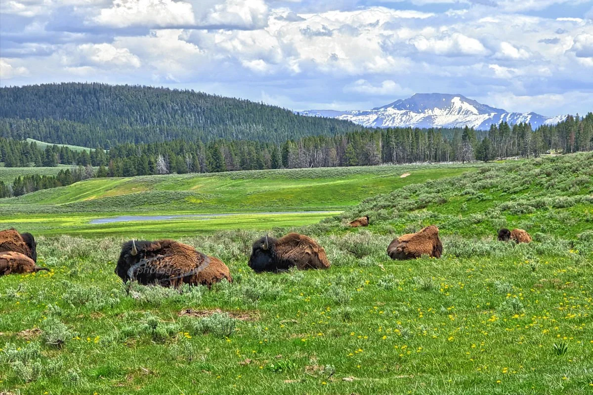 Hayden Valley bison - Yellowstone NP