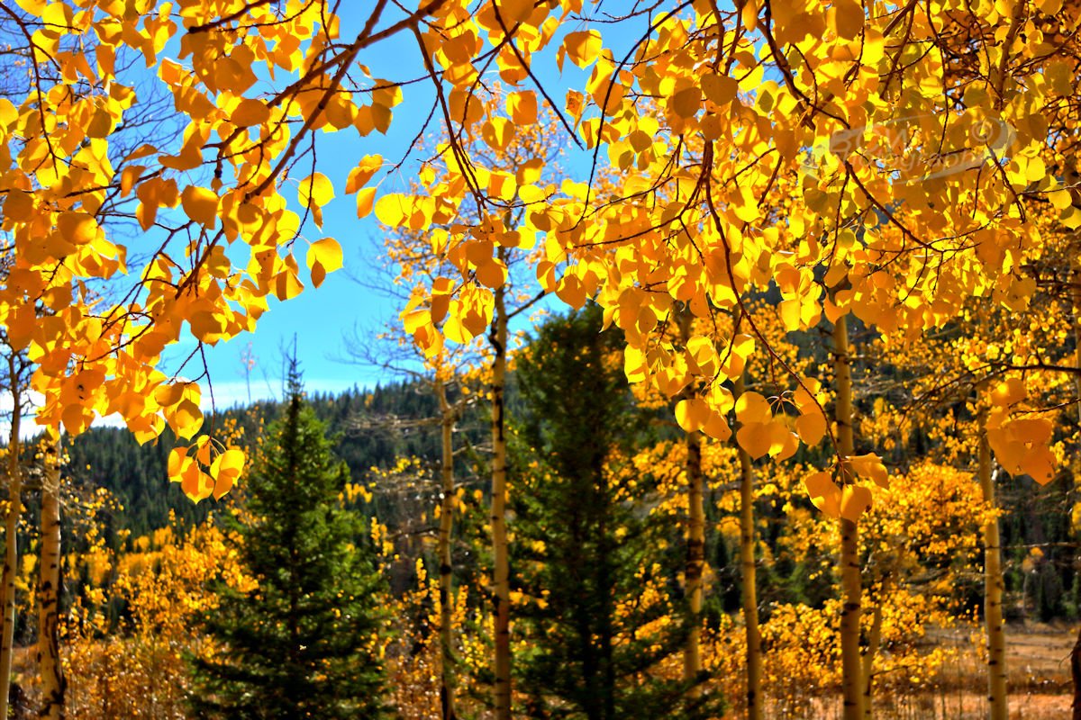 Aspen and Evergreen - EndOValley, Rocky Mtn NP