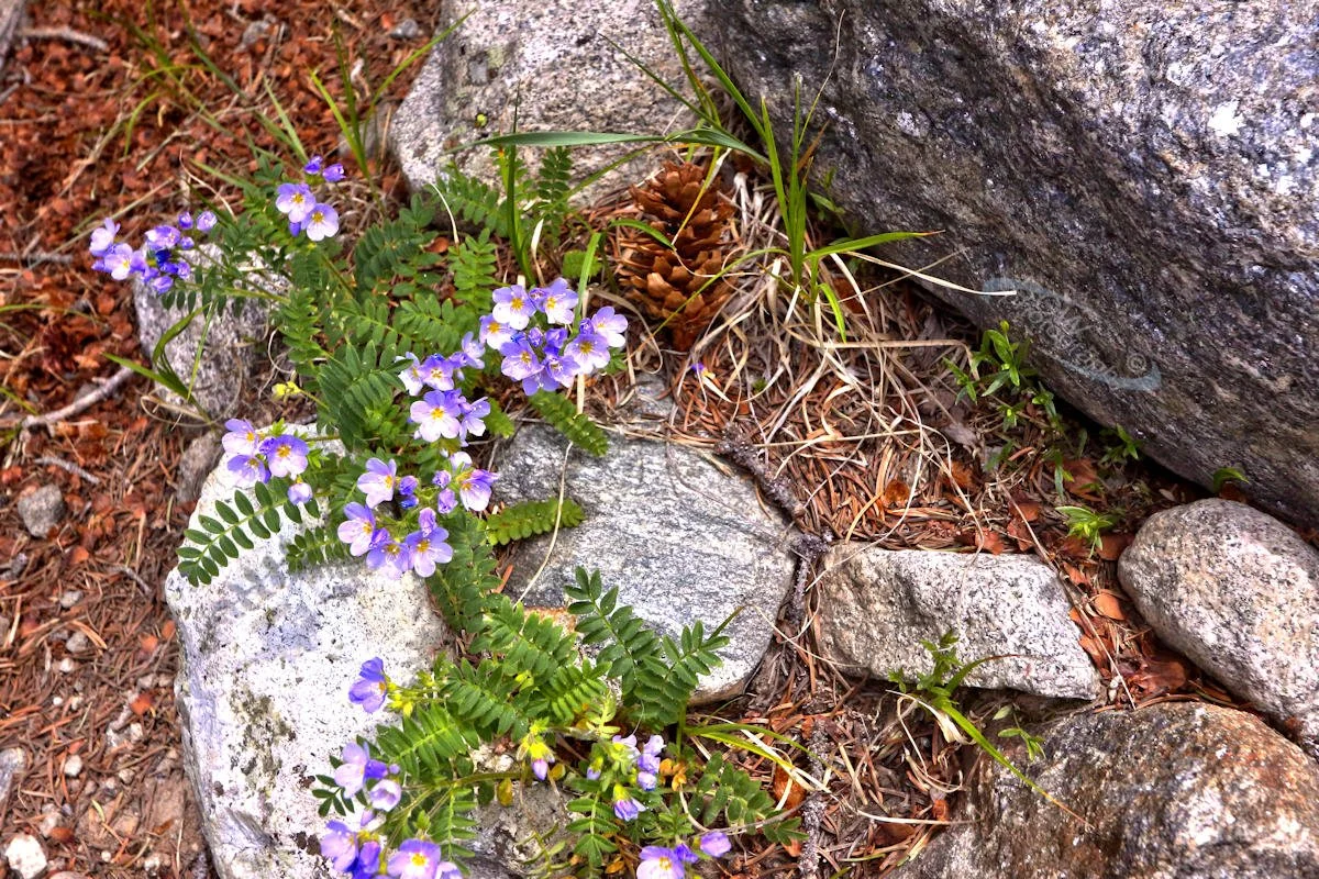 Blue Flax - CO