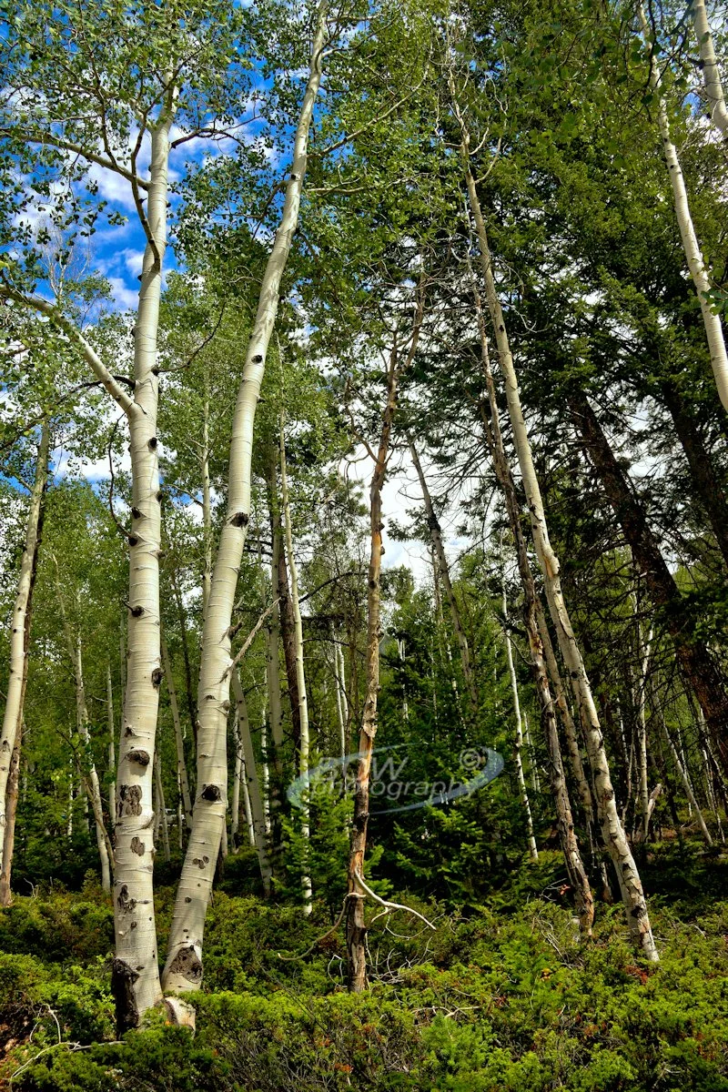 Aspen - Near Sr. Elmo, CO