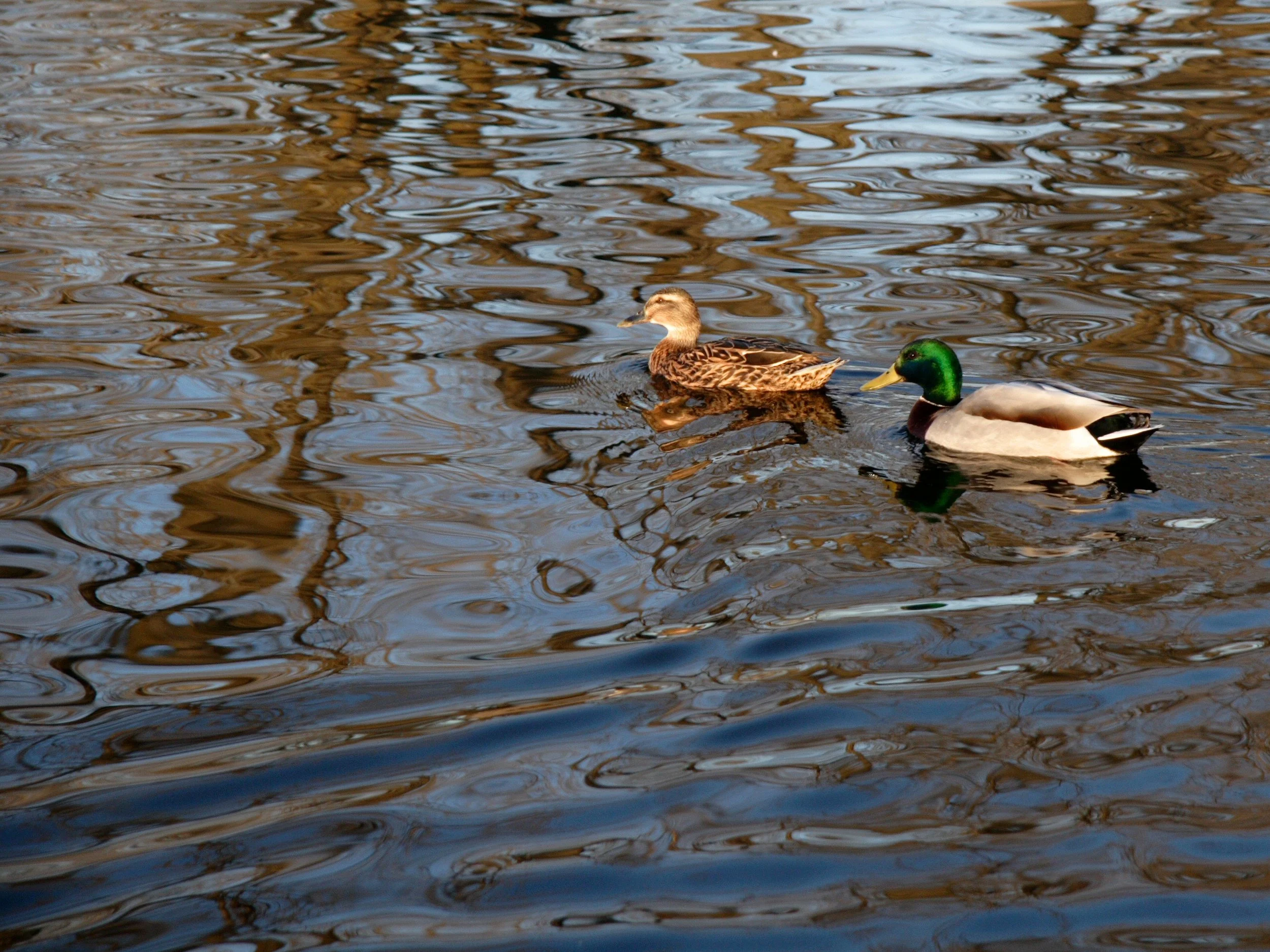 Ducks on Water in Bricktown - OKlahoma City, OK