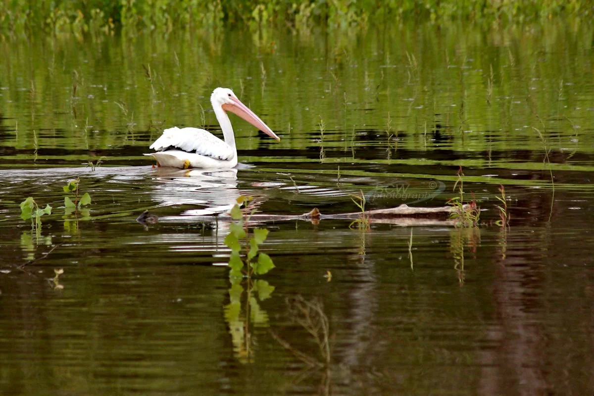 Pelican on Cheney Lake - Cheney SP, KS