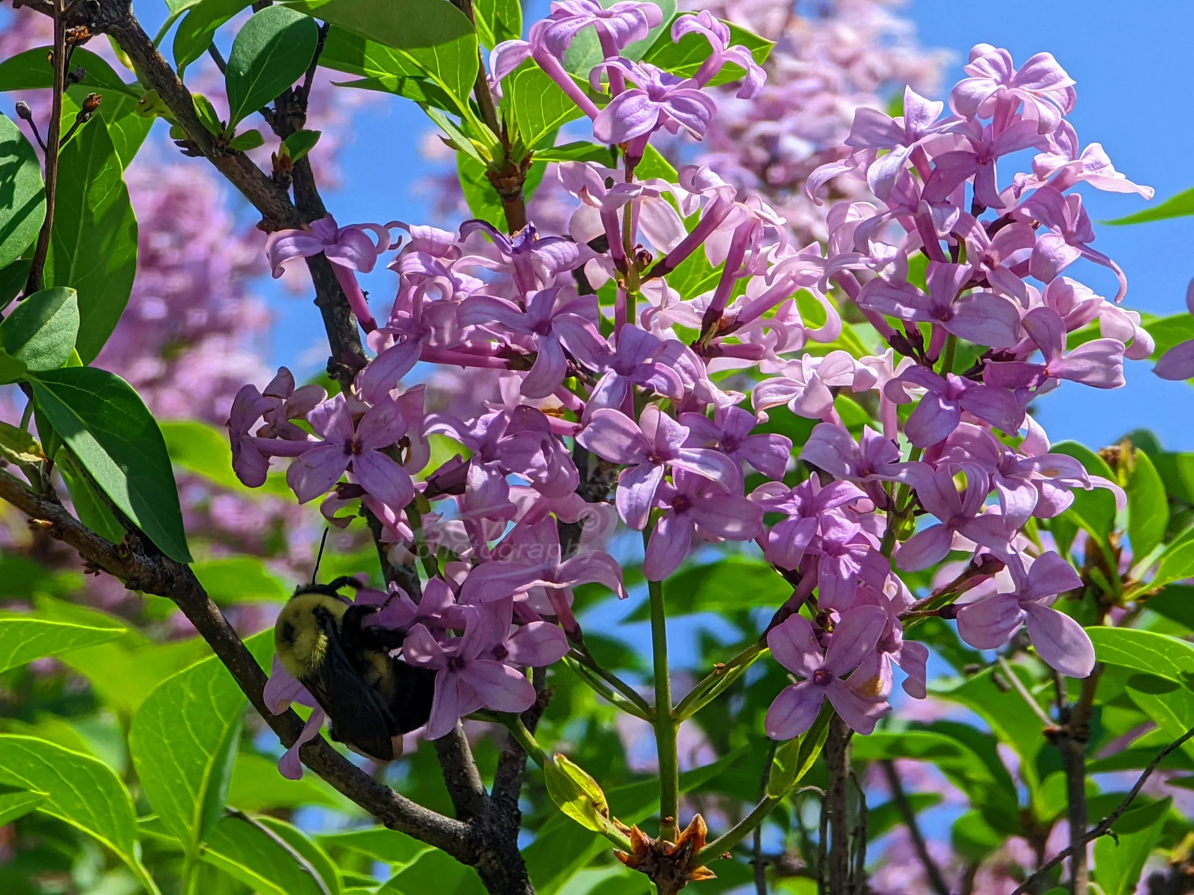 Lilacs - Cheney SP, KS