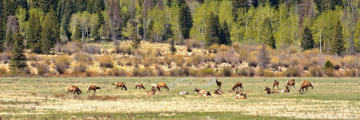 Elk at Sheep Lakes in Rocky Mtn NP