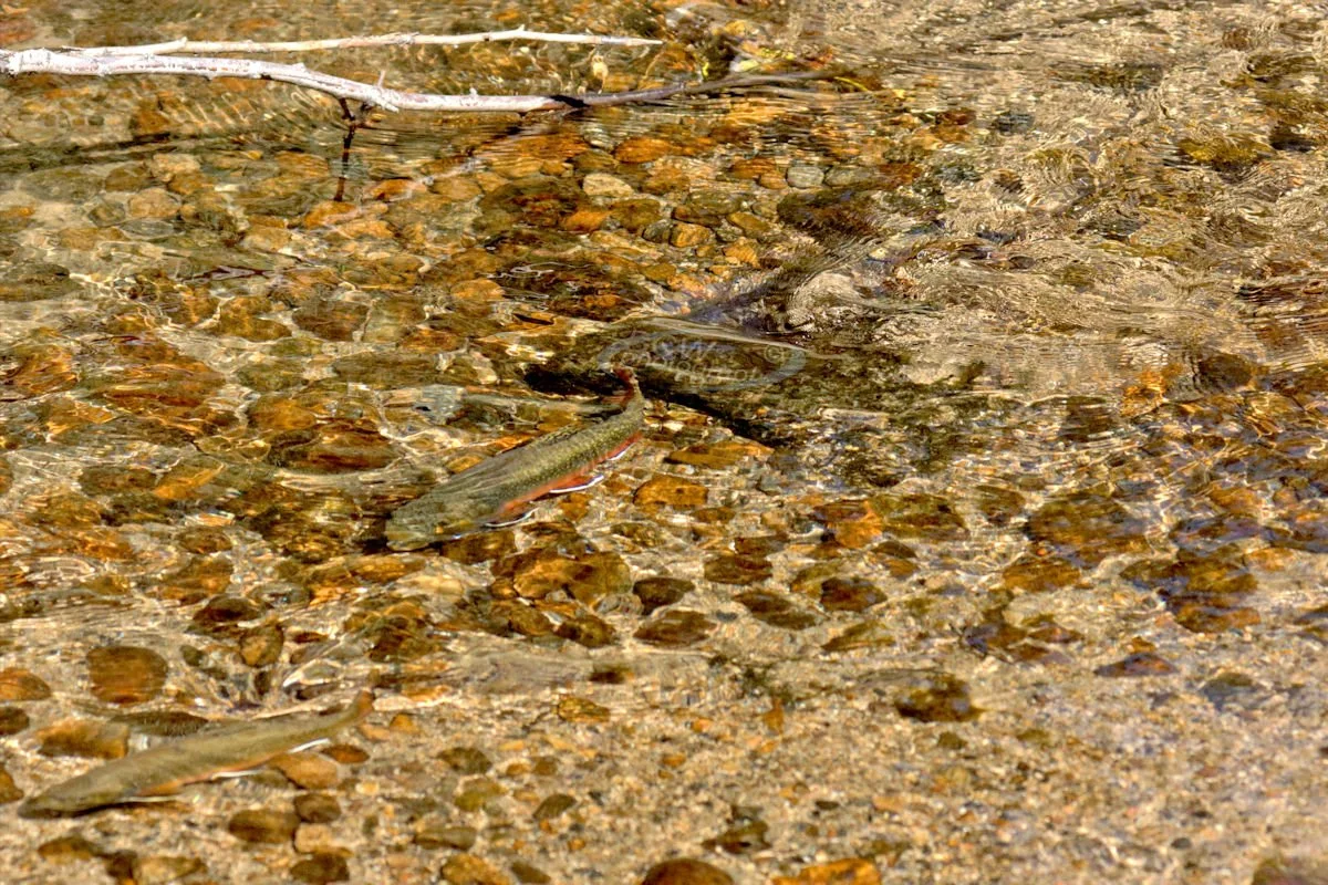 Trout in Boulder Brook - Rocky Mtn NP