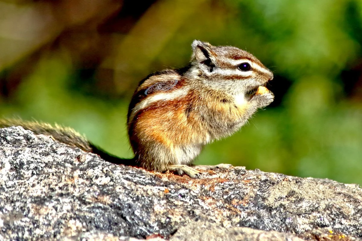 Chipmunk at Sprague Lake - Rocky Mtn NP
