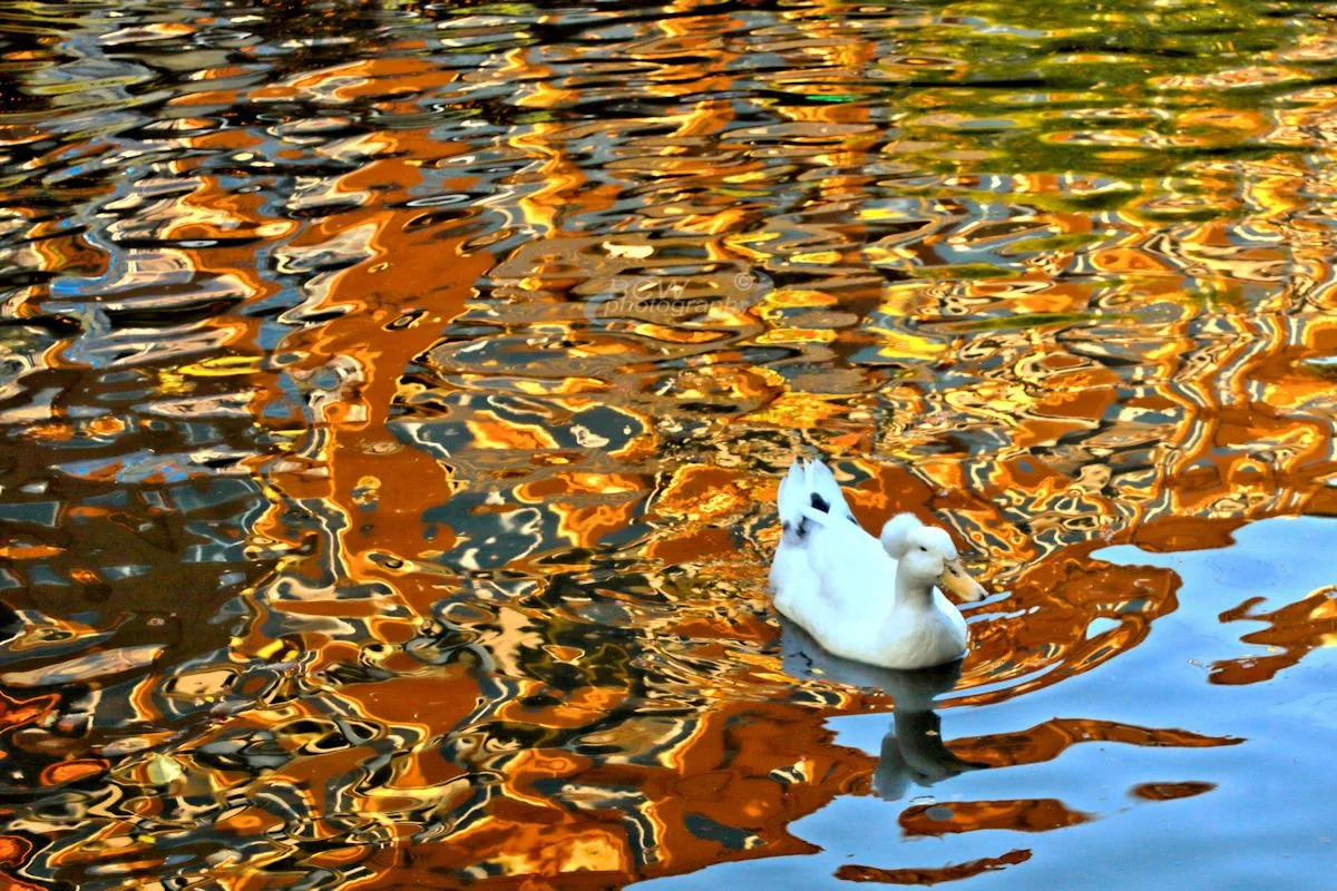 Duck in Canal - Bricktown Okla City, OK
