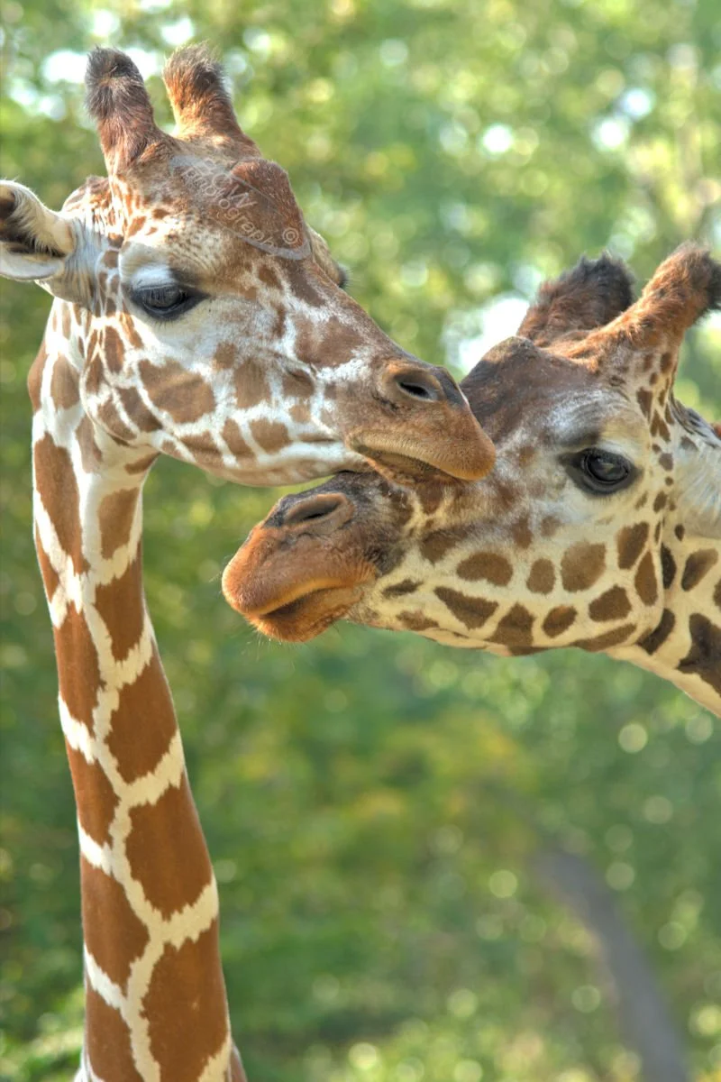 Giraffes - Sedgwick County Zoo - Wichita, KS