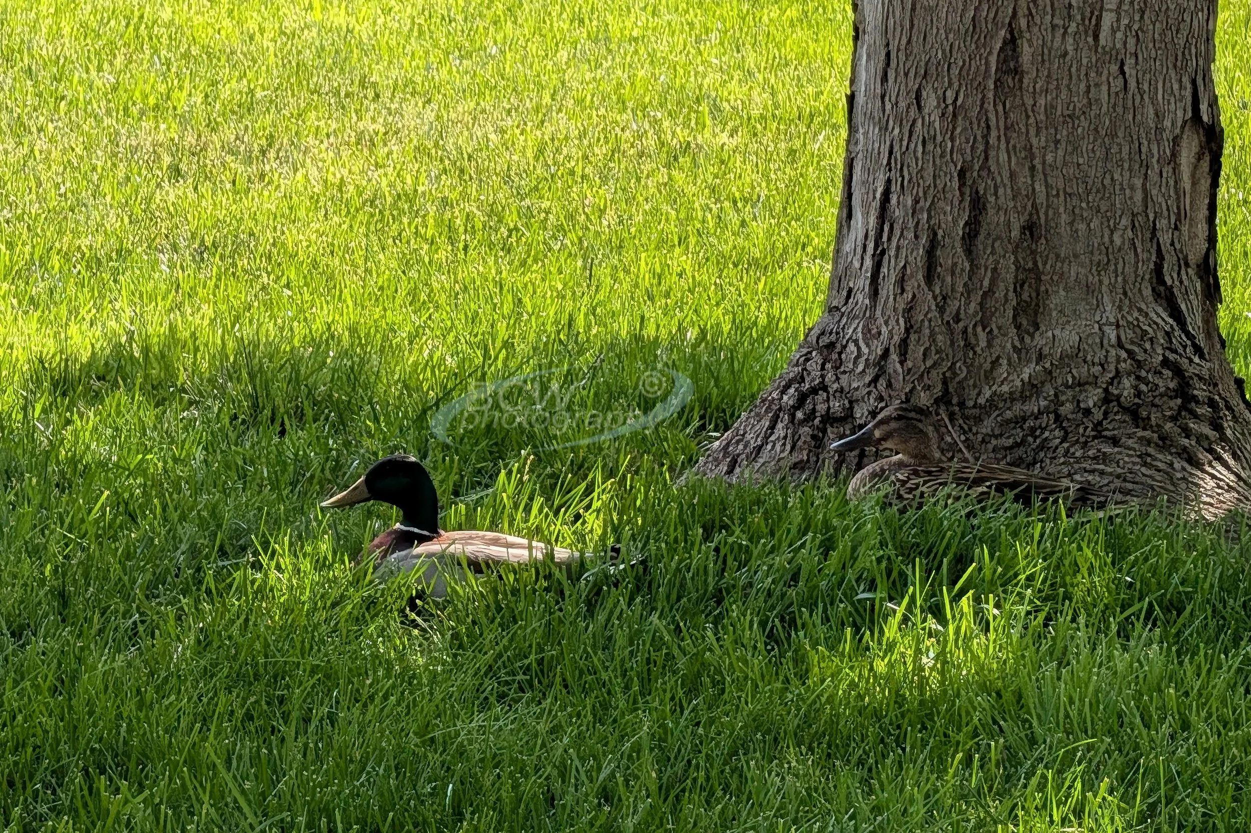 Ducks (count them) in our front yard