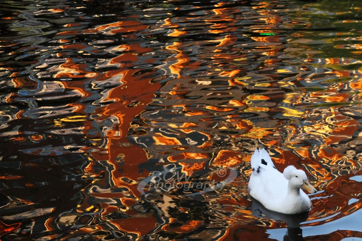 Duck on water in Bricktown - Oklahoma City, OK