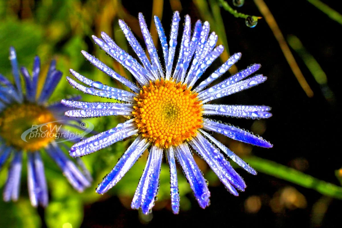 Alpine Aster - Clinton Gulch Reservoir, CO