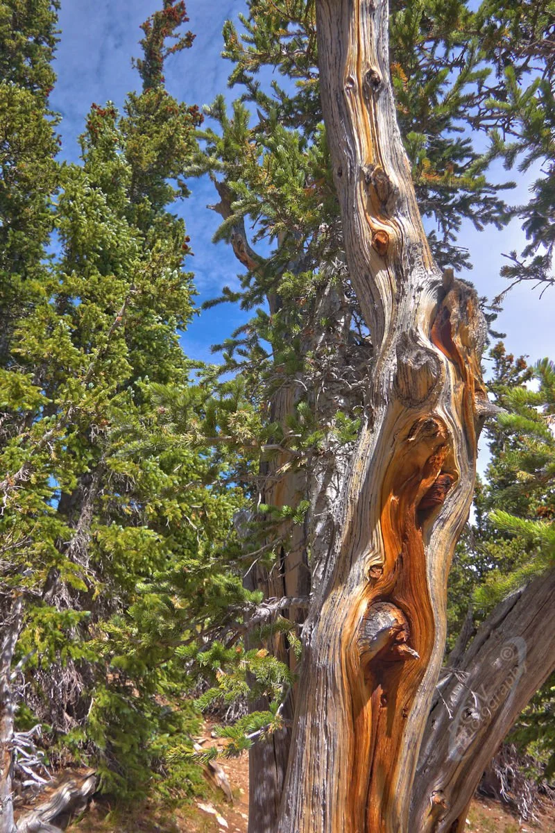 Bristlecone 2 at Goliath Nature Area Mt Evans Rd, CO