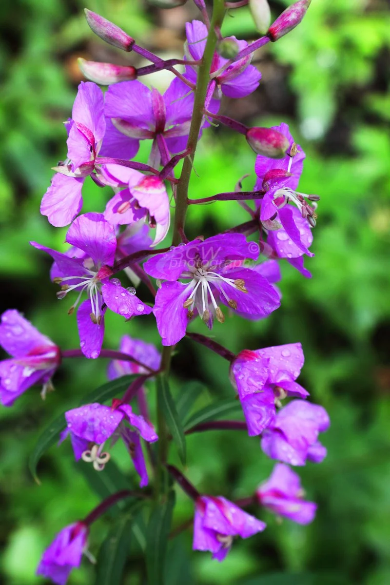 Dwarf Fireweed - Near Keystone, CO