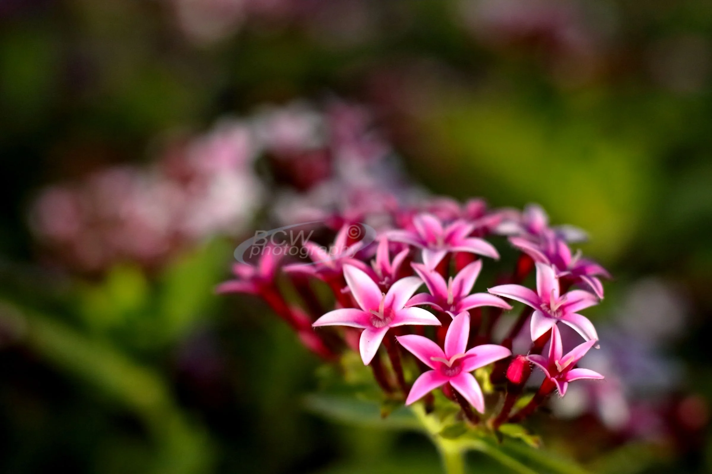 Egyptian Starflower at Botanica - Wichita, KS