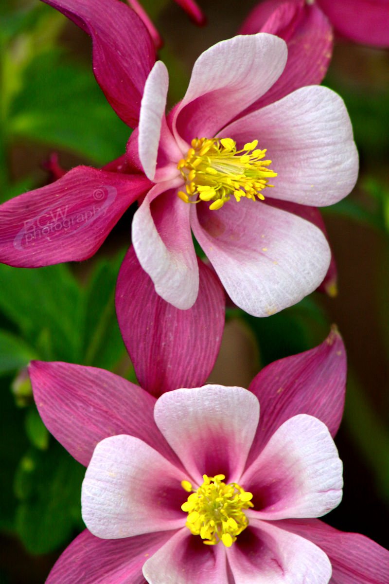 Kirigami Columbine in our backyard - Wichita, KS
