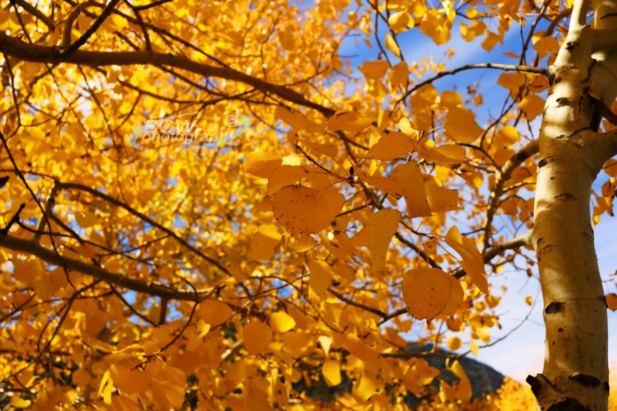 Aspen - End-O-Valley. Rocky Mtn NP