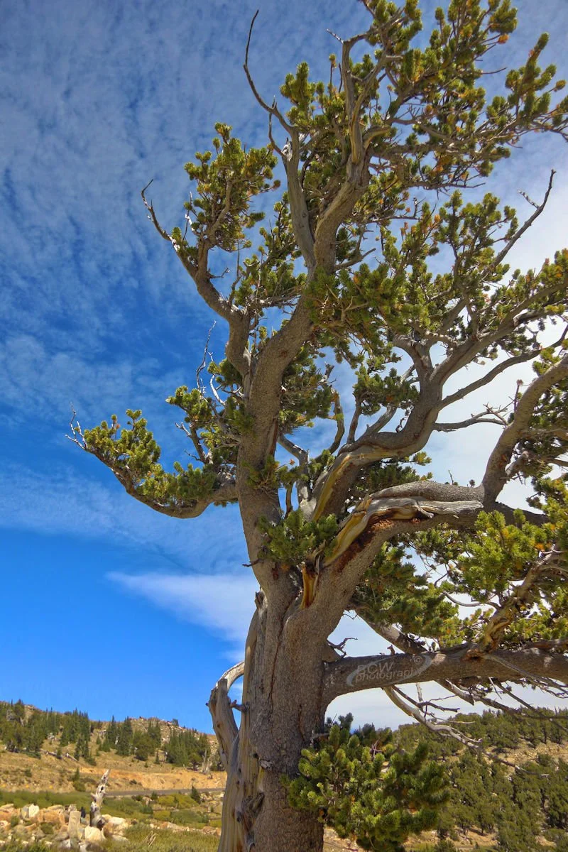 Bristlecone at Goliath Nature Area Mt Evans Rd, CO