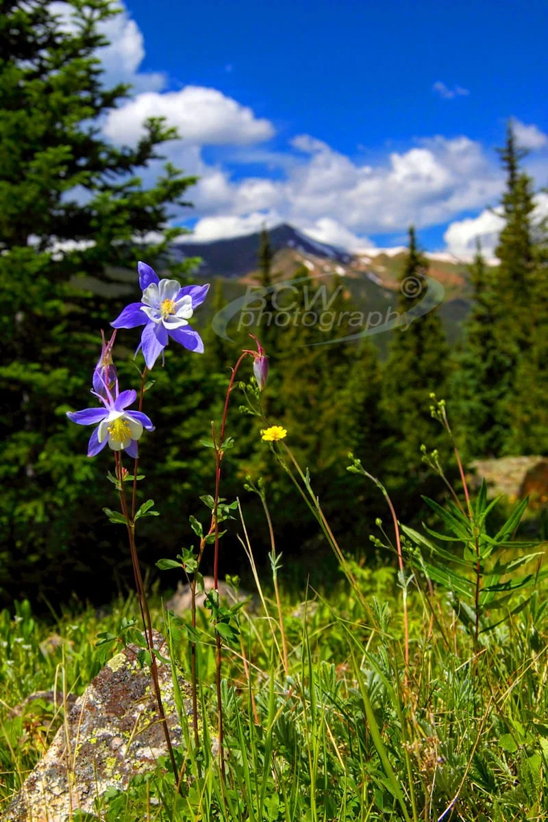 Columbine - Near Keystone, CO