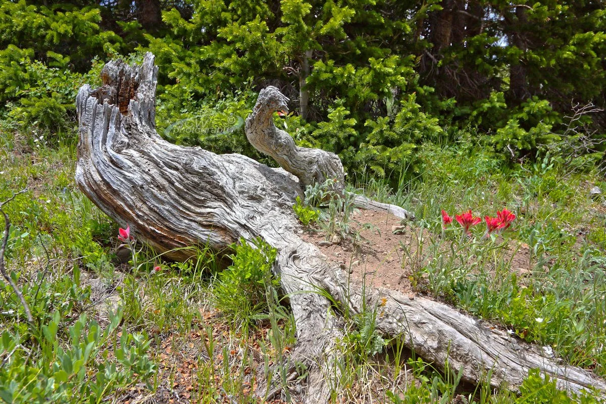 Log and Indian Paintbrush - CO