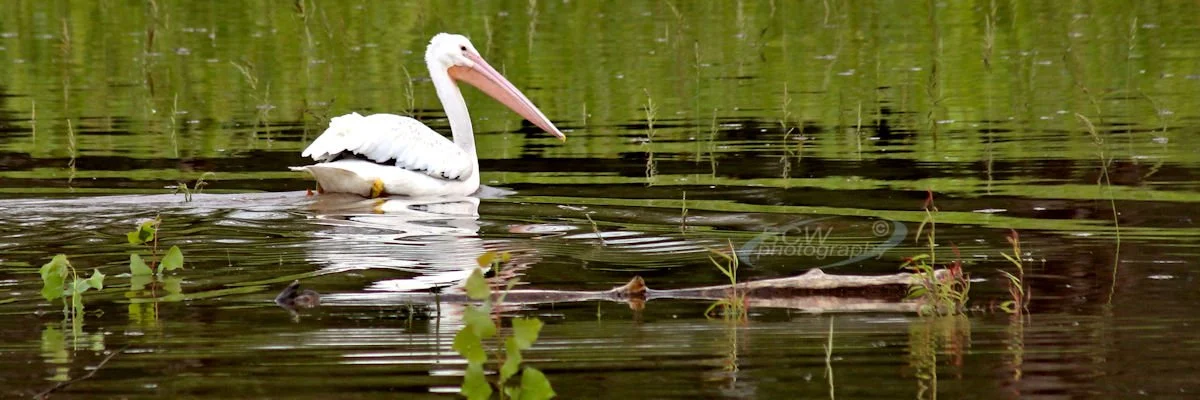 Stork on Cheney Lake - Cheney SP, KS