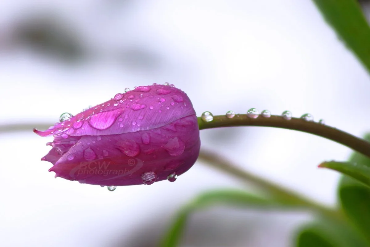 Tulip in snow - My backyard