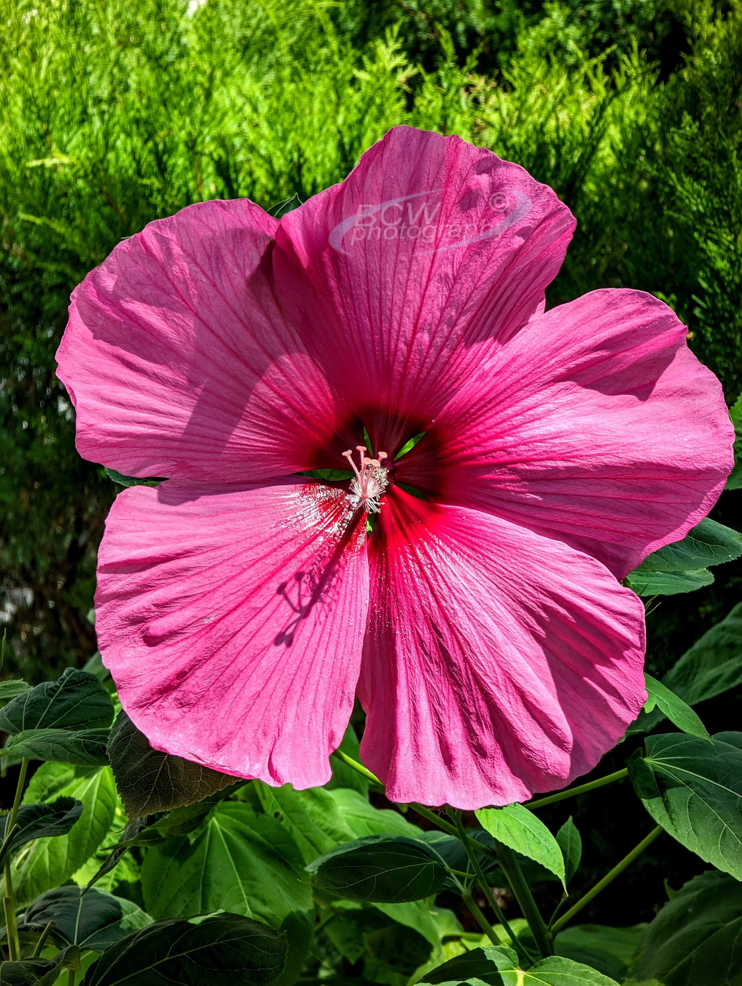 Hibiscus - My front yard