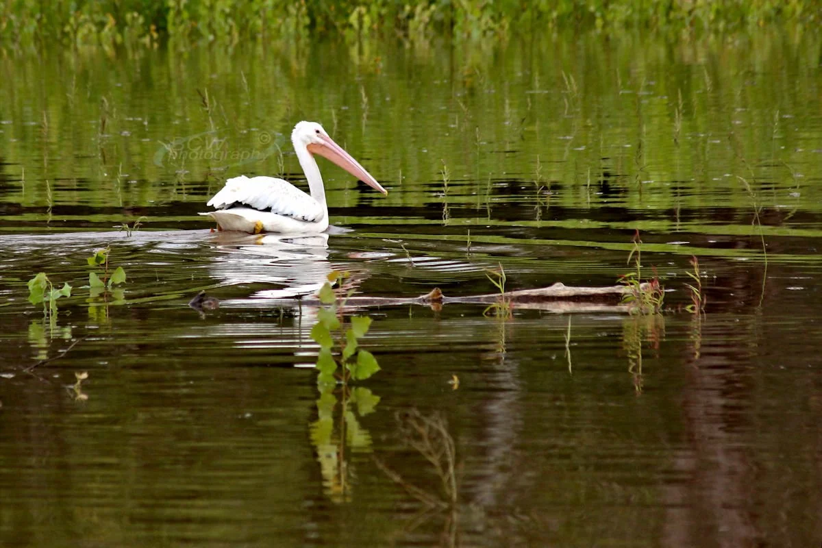 Stork on Cheney Reservoir - Cheney SP, KS