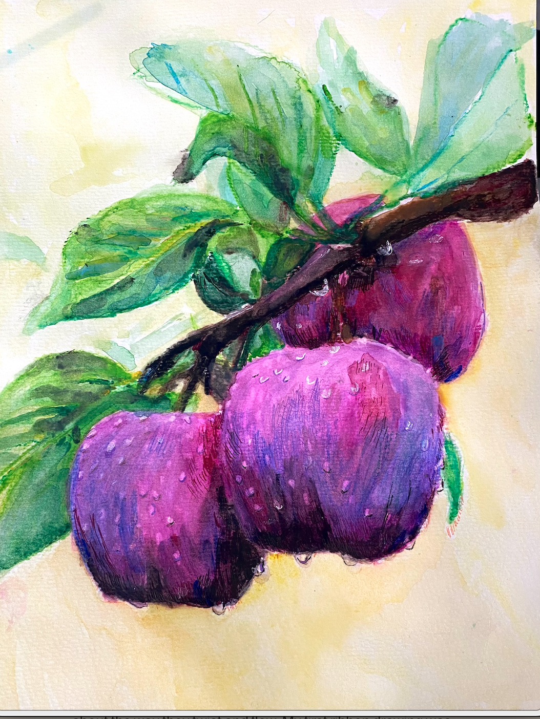 Plums After Rain (Aug 2025)