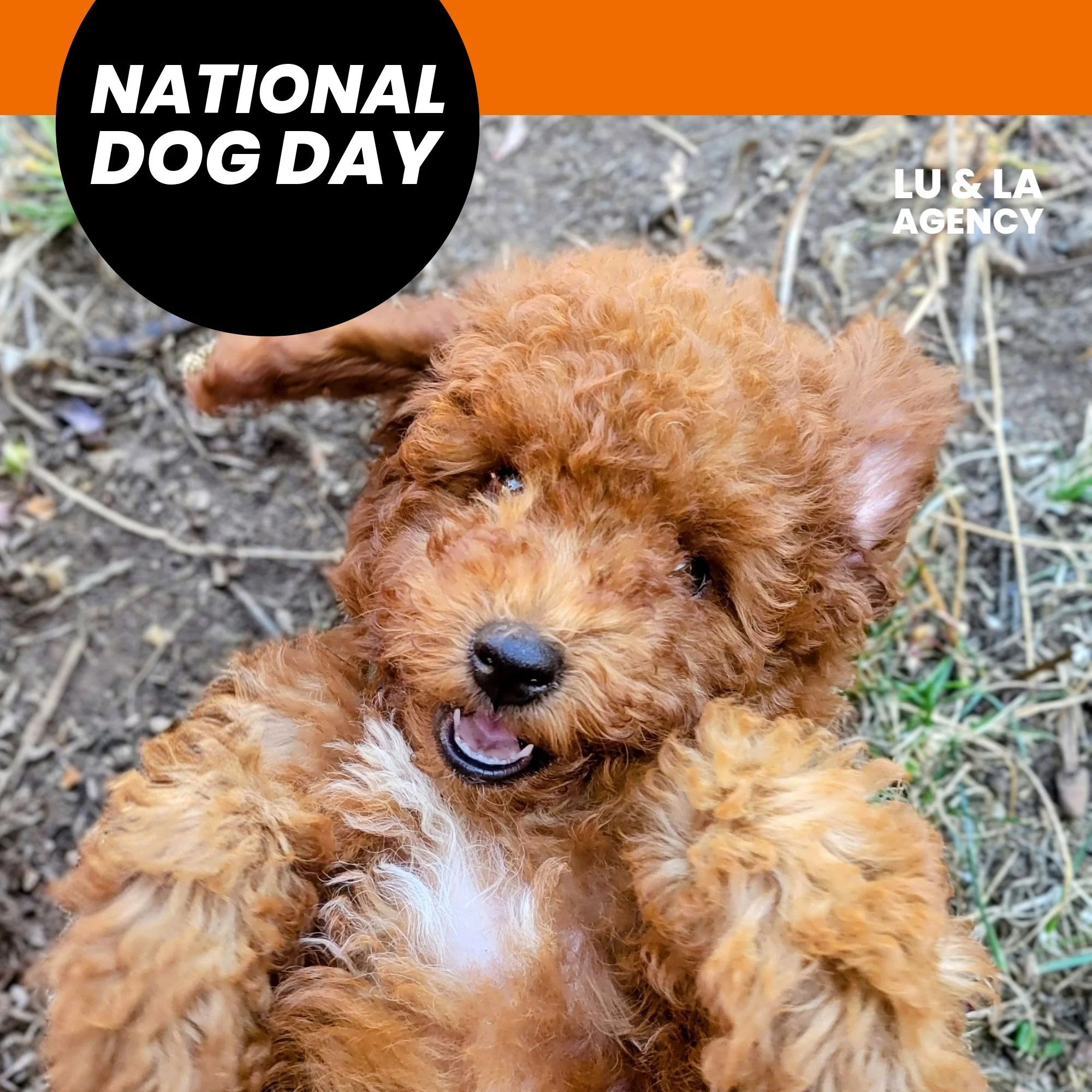 Happy National Dog Day! 🐾Today we&rsquo;re celebrating all our beloved fur babies, especially our very own Fig Pig, who brings endless joy to our team every day. 🥰 🐕 

#NationalDogDay #OfficeDogs #PetParents #WorkLifeBalance